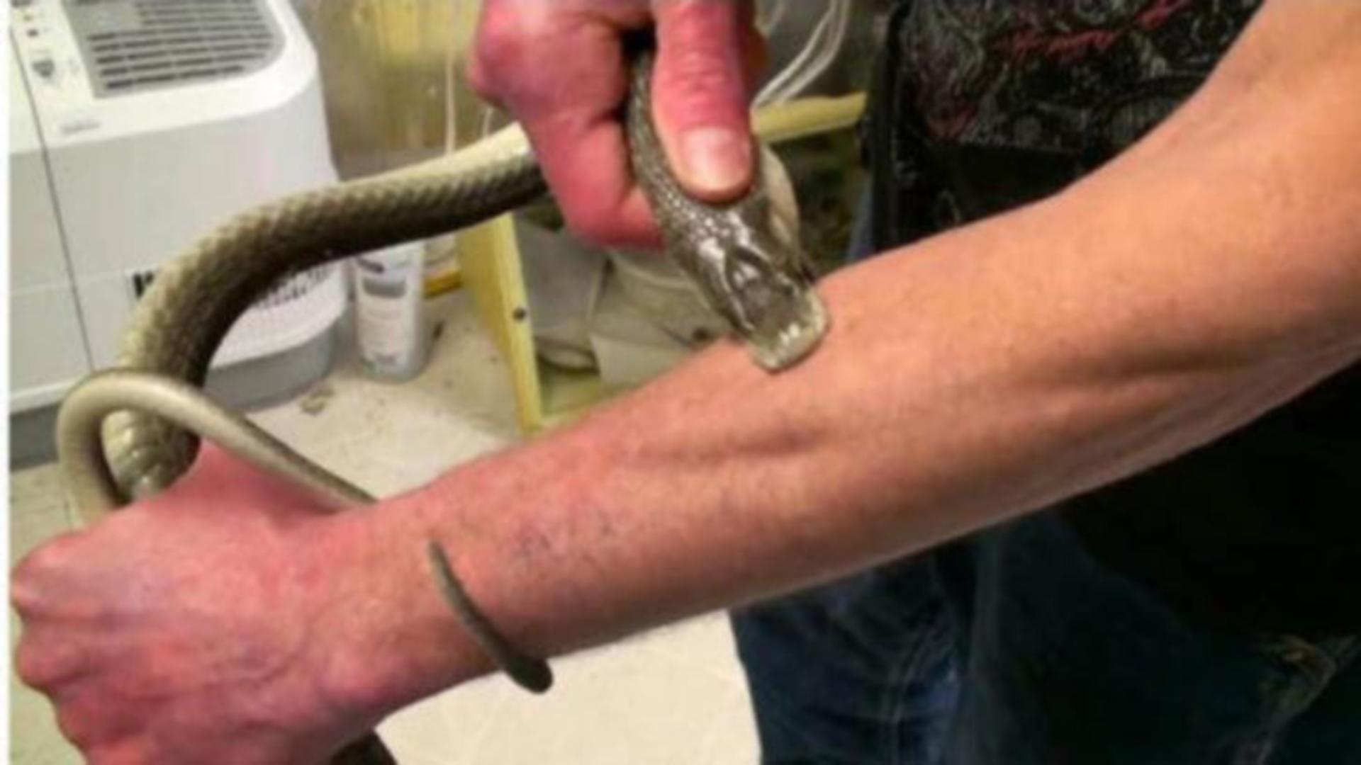 Acest bărbat și-a înjectat venin de viperă în sânge, timp de 20 de ani