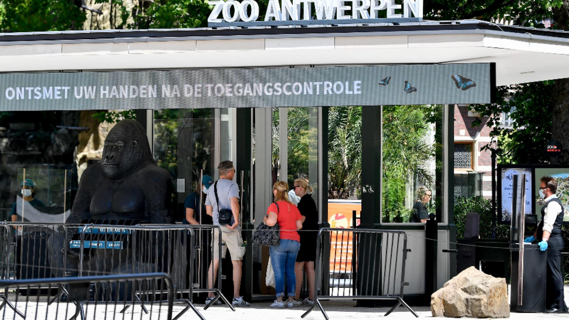 Hipopotamii de la Zoo Antwerpen, depistați cu Covid-19. Foto/Profimedia
