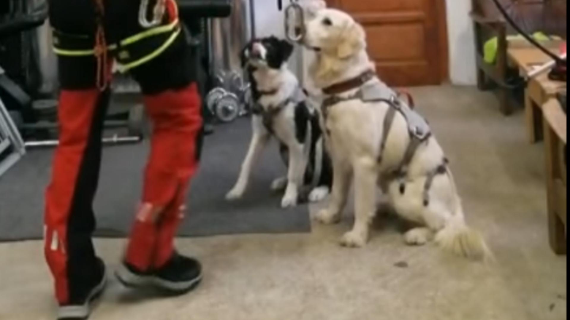 Antrenament câini salvamontiști / Captură video
