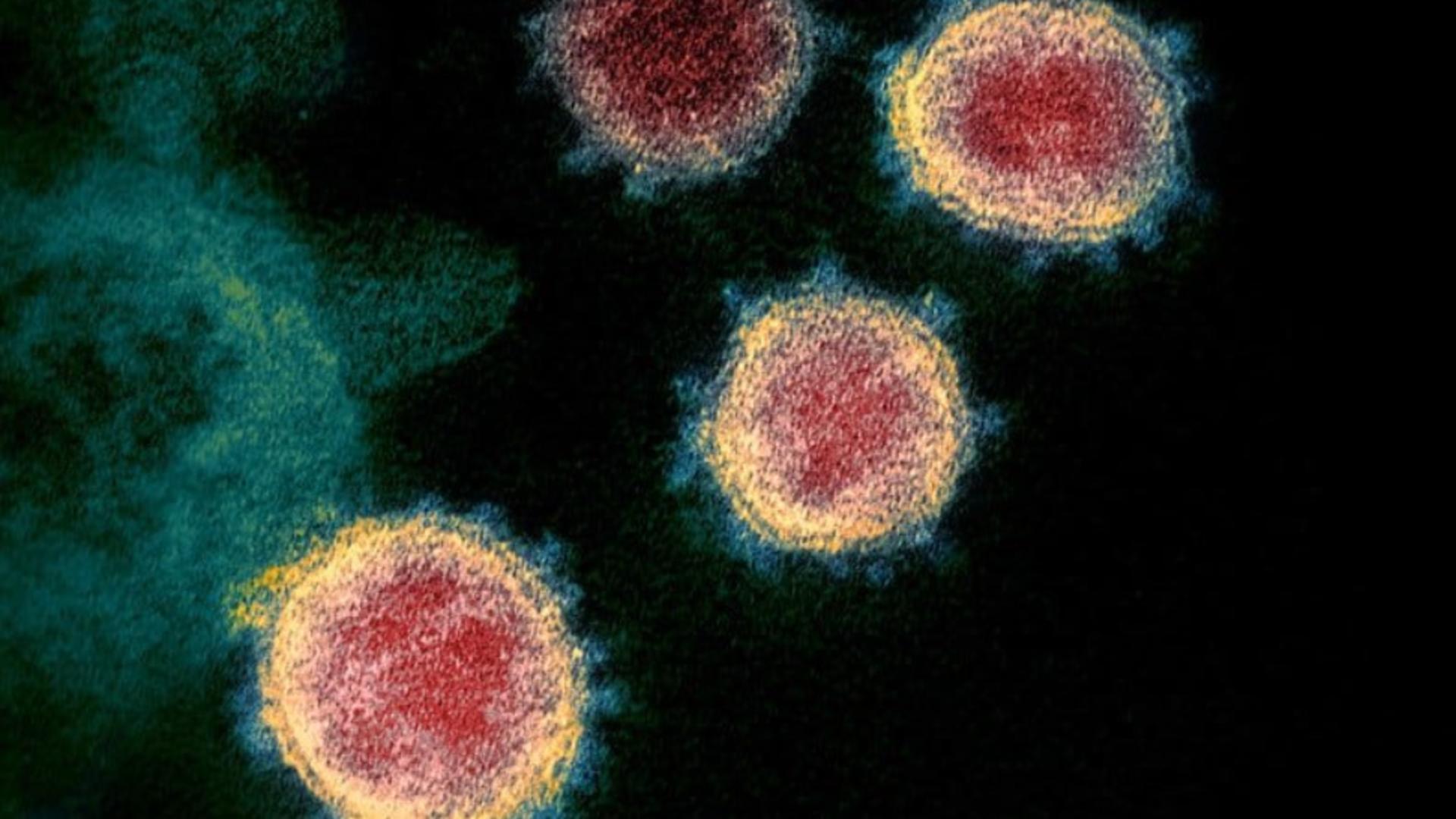 Tulpina IHU de coronavirus din Franța, depistată și în alte țări, nu este monitorizată de OMS