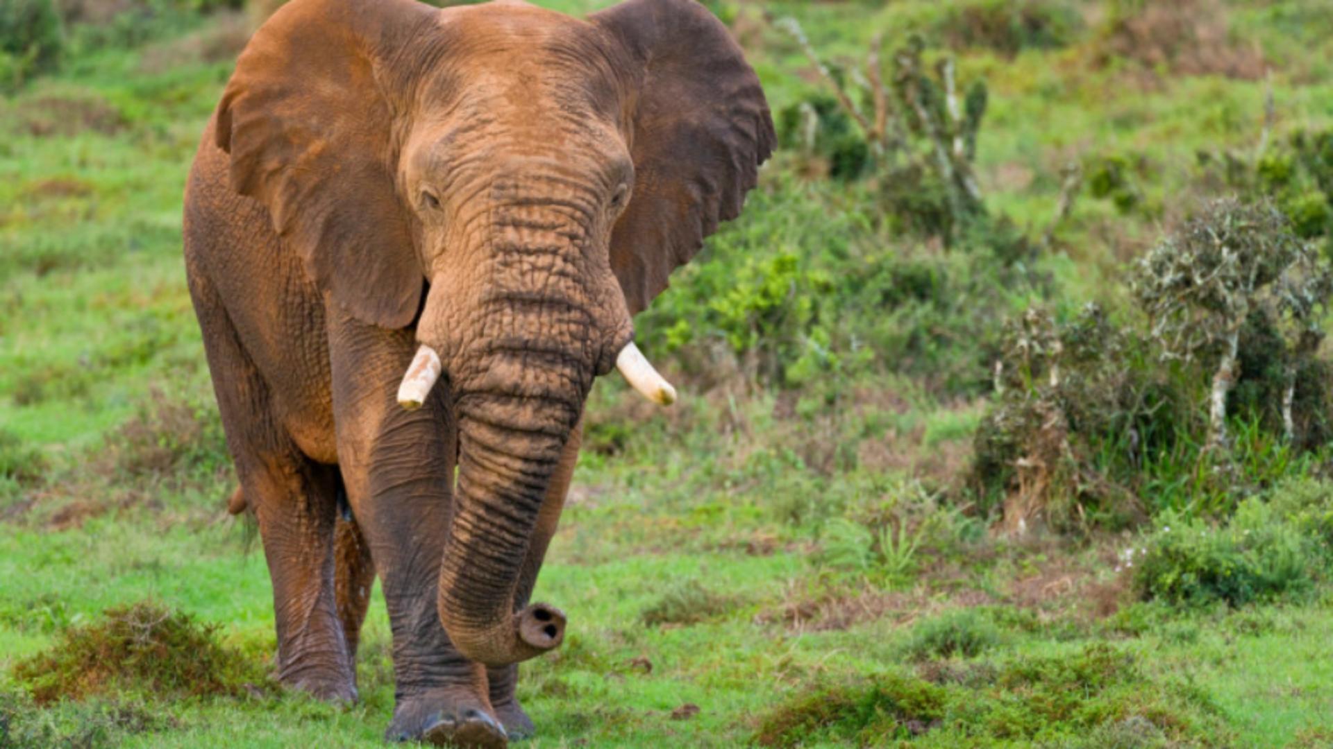 Turist ucis de un elefant / Sursa foto: Profi Media