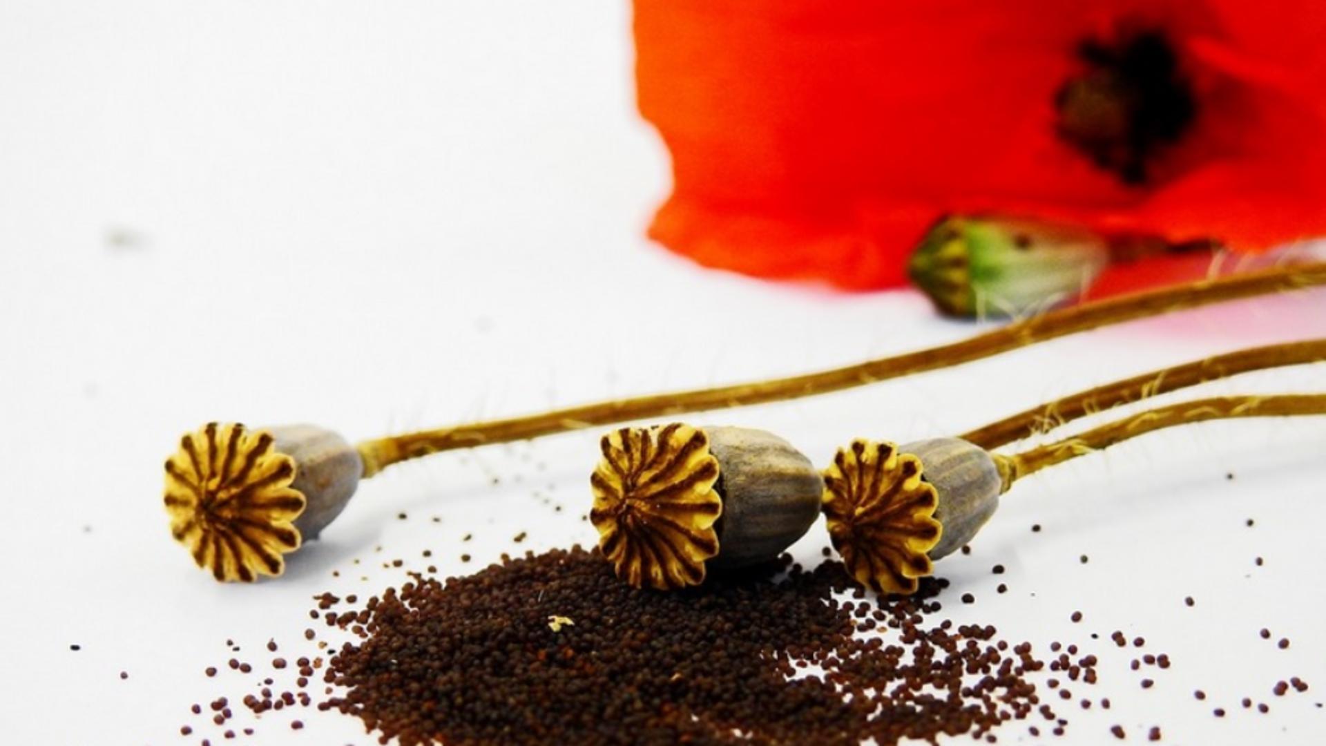 Beneficiile uimitoare ale ceaiului din semințe de mac. Vindecă boli grave