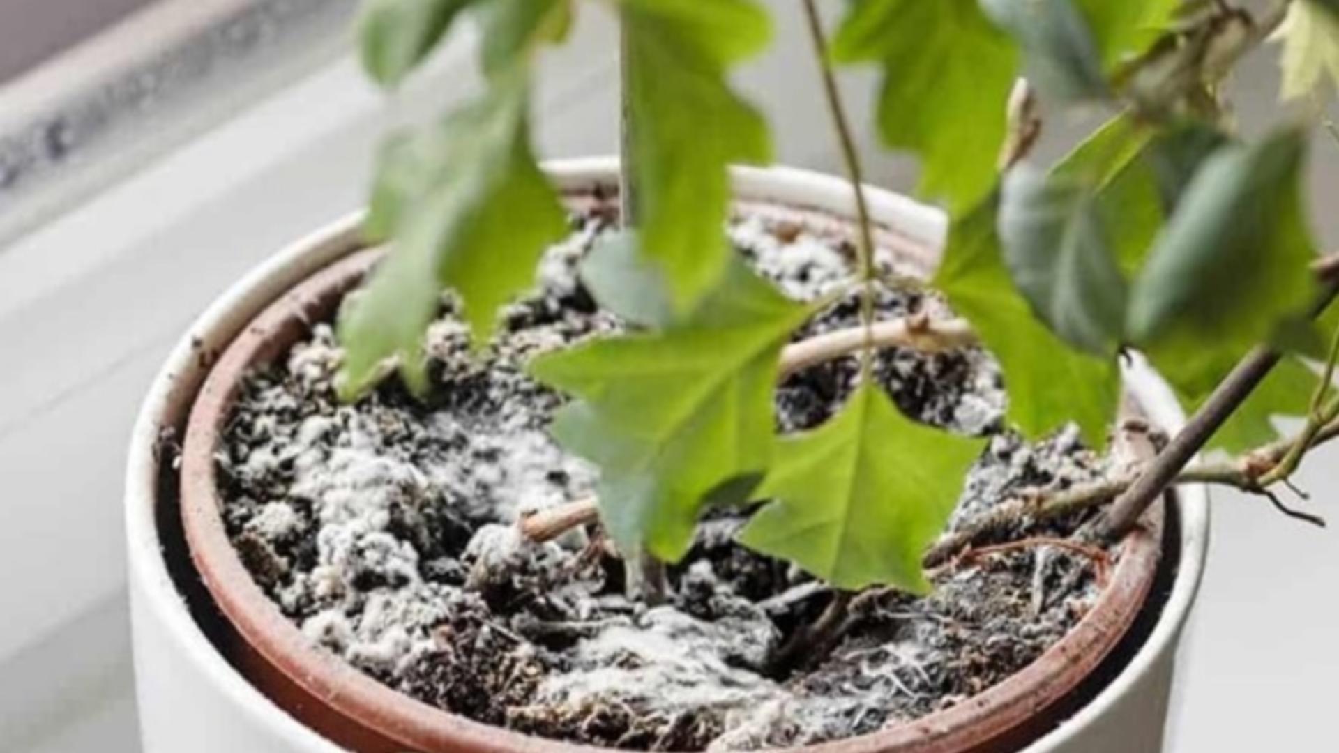 Cum să scapi de mucegaiul care se formează pe pământul din ghivecele plantelor de apartament