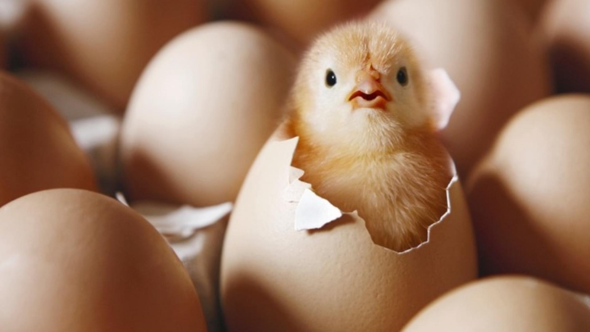 Care a fost primul: oul sau găina? Dilemă veche de mii de ani a fost lămurită. Ce spun oamenii de ştiinţă