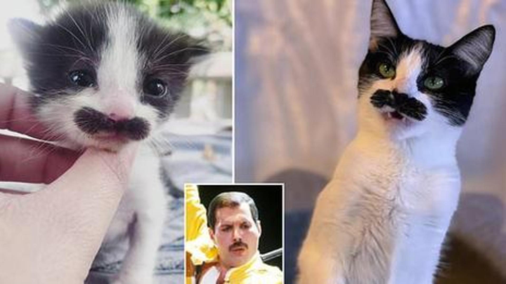 Mostaccioli, felina care seamănă cu Freddy Mercury, face furori pe internet Foto: DailyMail