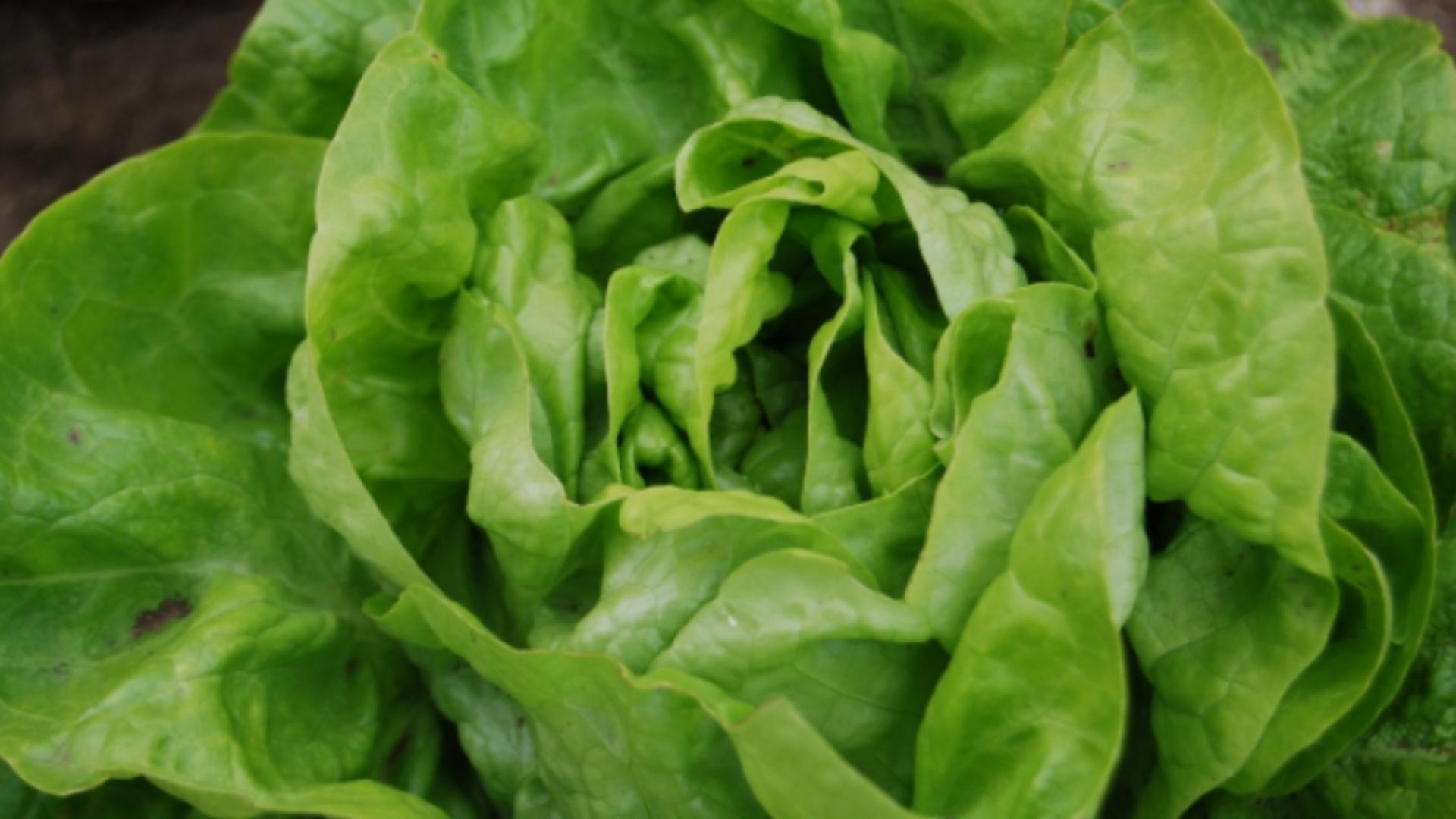 Cum faci ca salata verde să reziste mai mult în frigider, fără să se veştejească