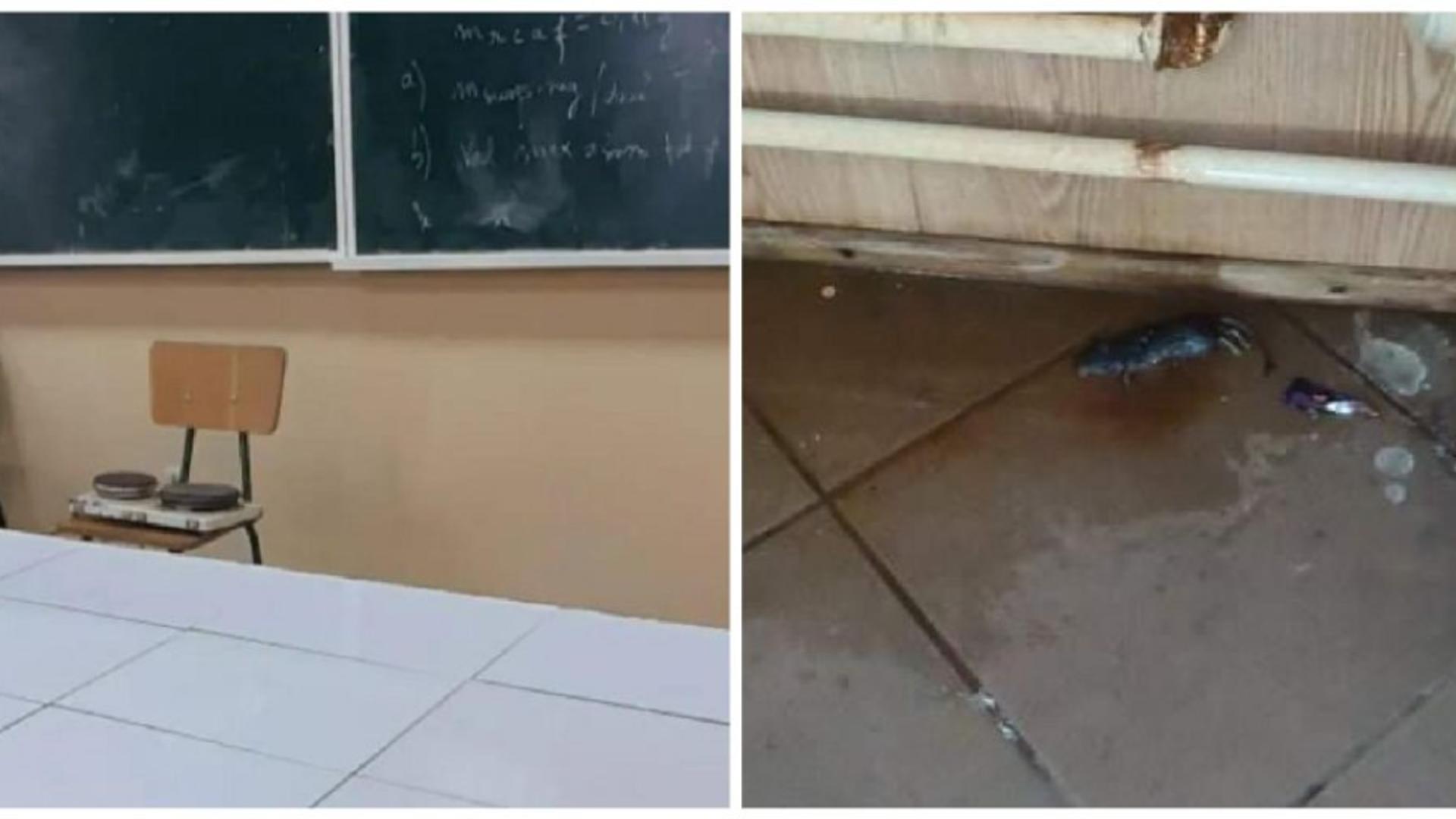 Liceul din România unde șoarecii mișună la picioarele elevilor