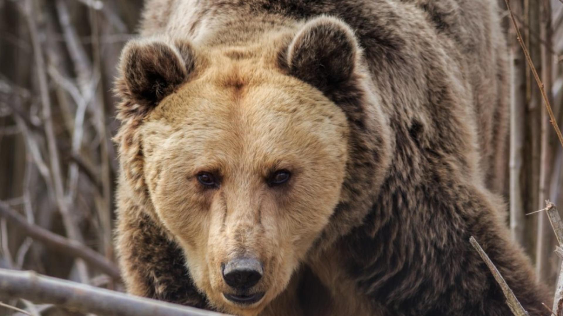 TÂNĂR grav rănit de un urs la o partidă de vânătoare, în Harghita - Cum a atacat animalul. Detalii-șoc  