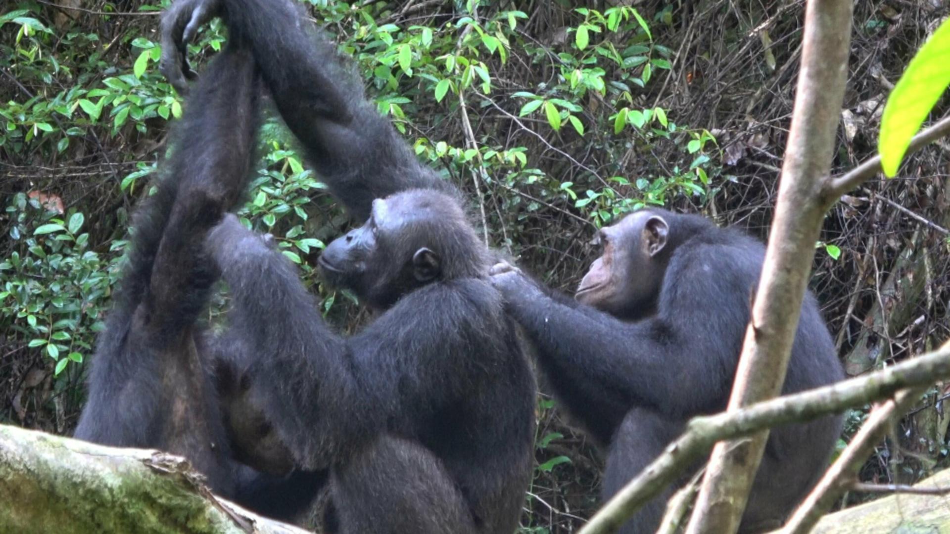 Cimpanzei infirmieri 