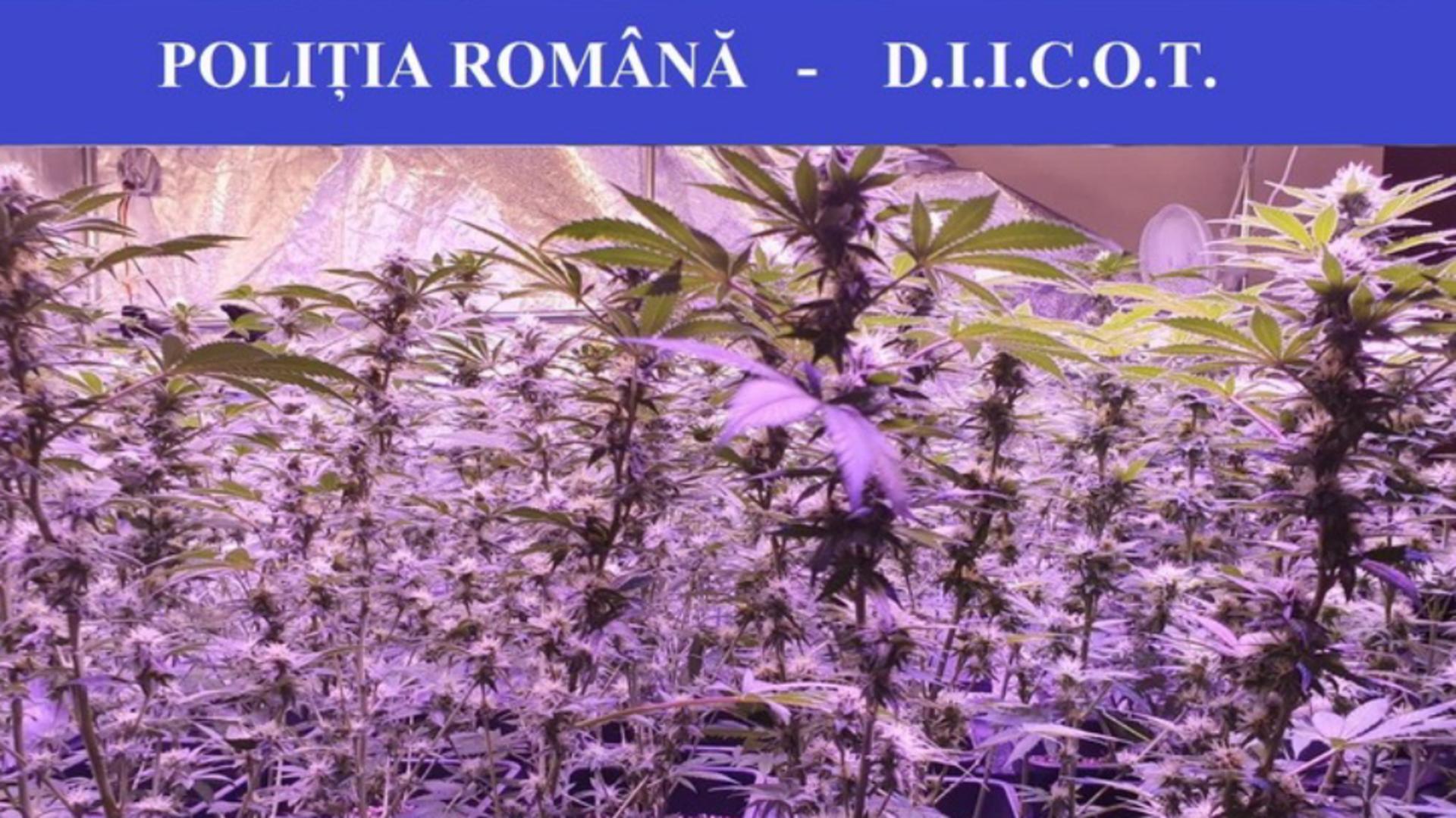 Cannabis FOTO: Politia Romana 
