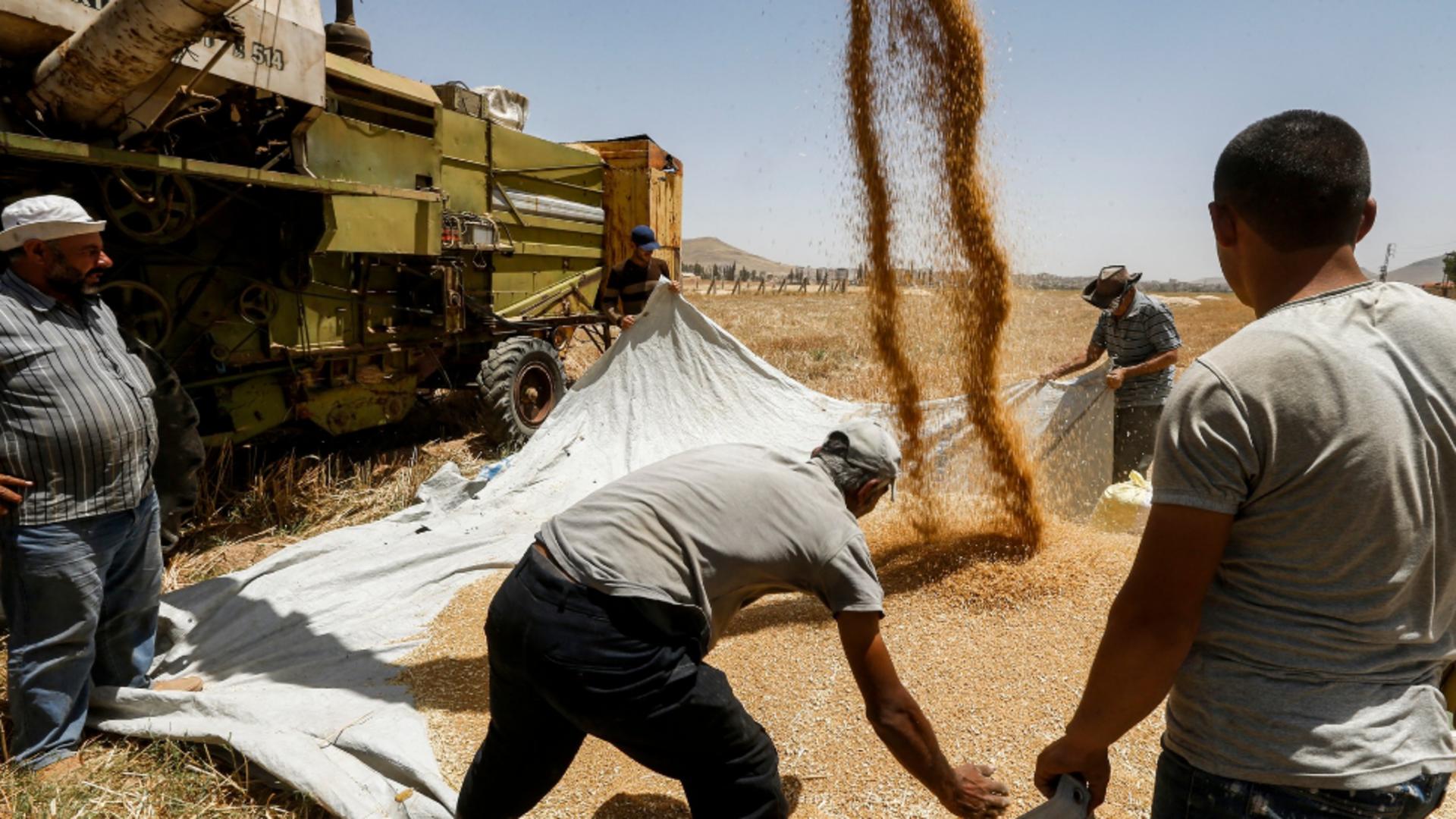 Se prefigurează o nouă criză: cea a cerealelor. Foto/Profimedia