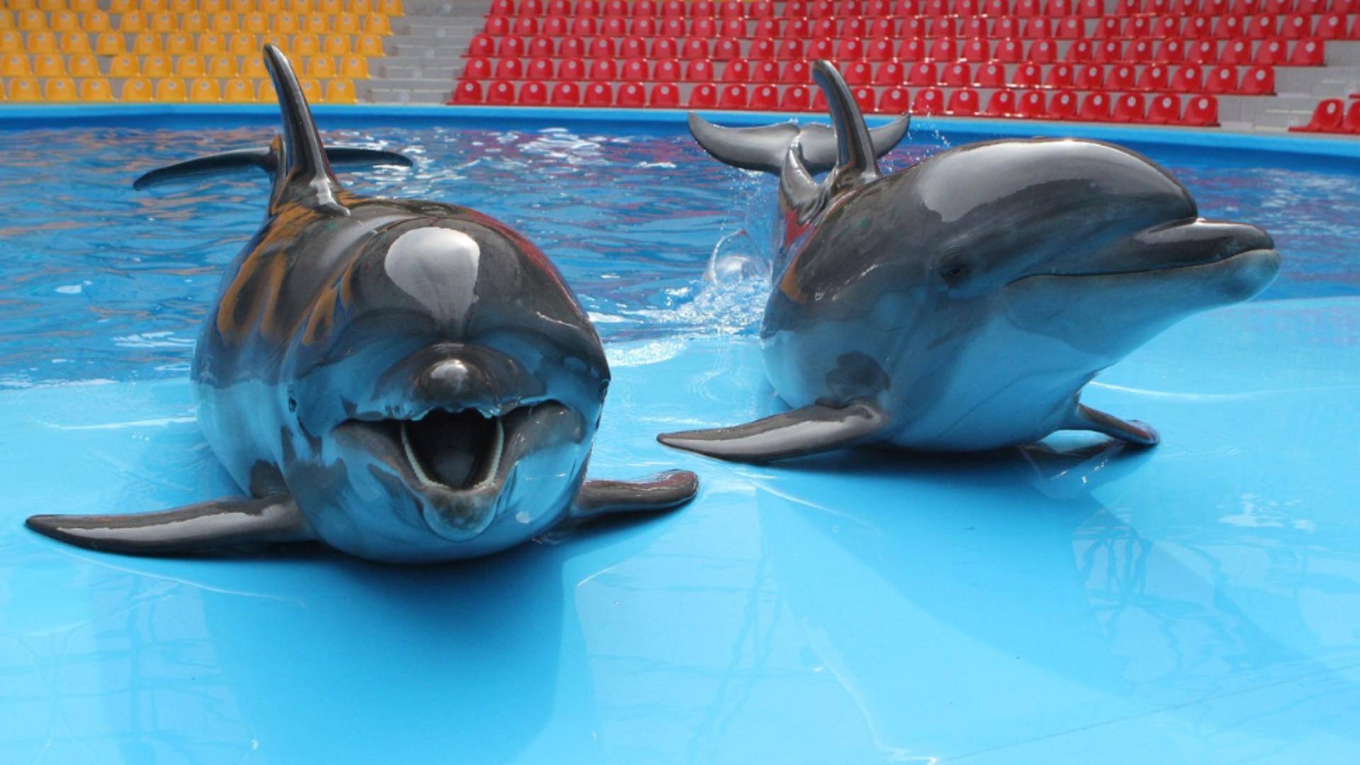 4 delfini și 3 foci din Harkov vor ajunge la Constanța / Foto: Profi Media