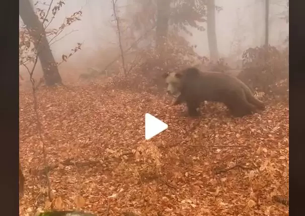 Oath Waist Generous VIDEO – Un român s-a întâlnit cu ursul în pădure, însă ceva haios s-a  întâmplat – Totul a fost filmat și imaginile au devenit virale