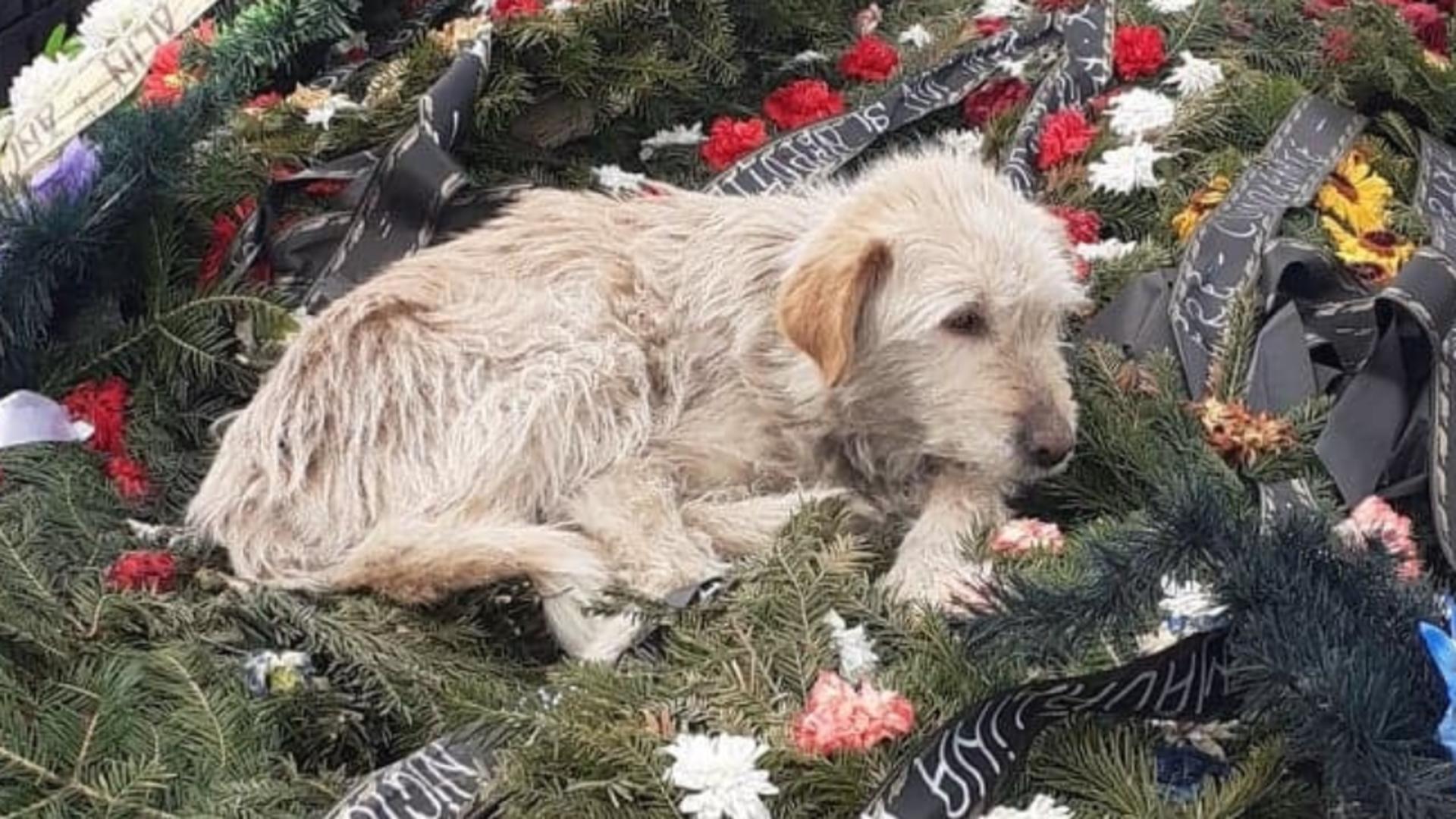 Un câine stă nedezlipit de mormântul stăpânului său