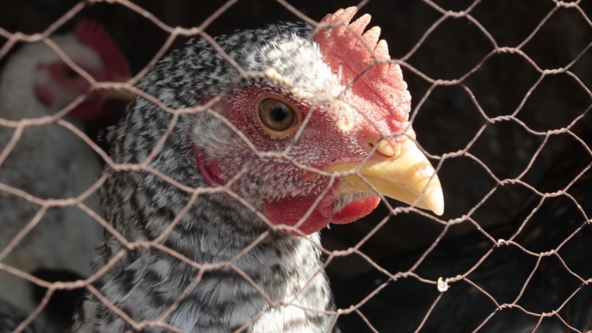 Primul caz de gripă aviară H3N8 la oameni, descoperit în China