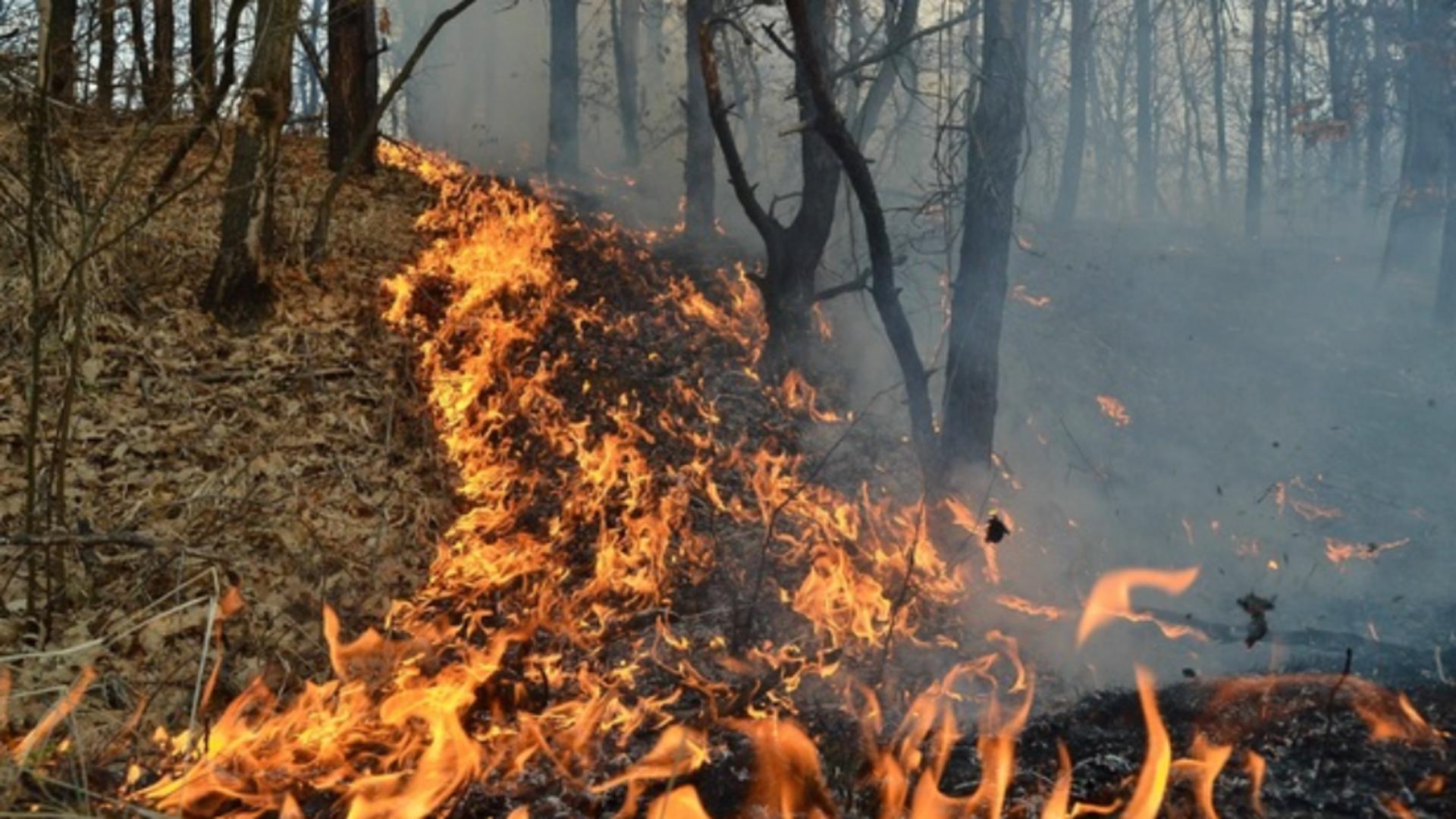 Incendiu puternic în pădure, în apropierea șantierului naval din Tulcea 