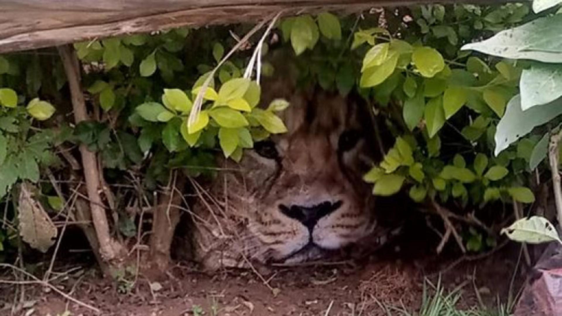 Panică într-un sat din Kenya / Sursa foto: Twitter