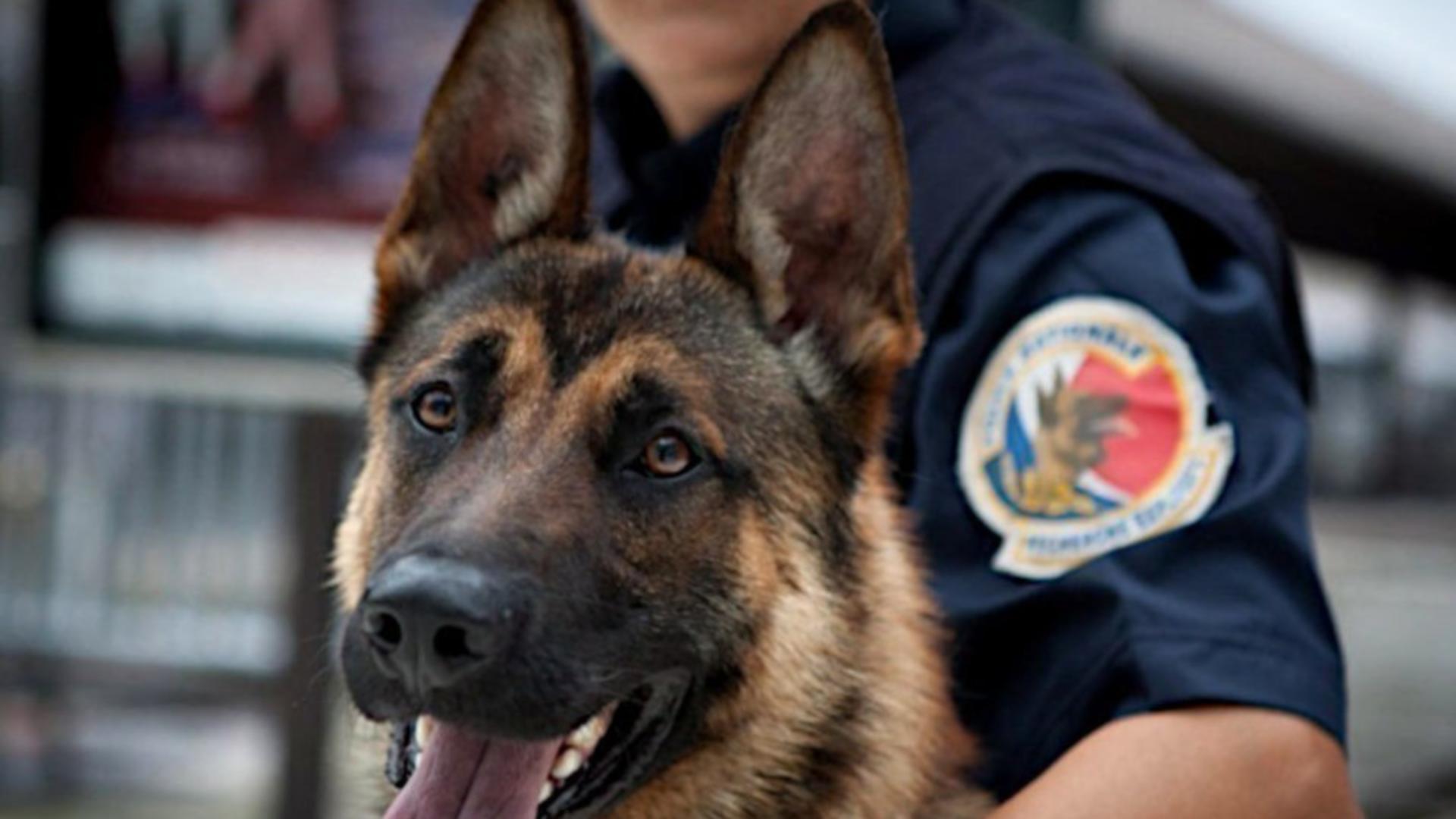 Un câine polițist a scăpat de închisoare un traficant de droguri după ce „a gustat” din marfă