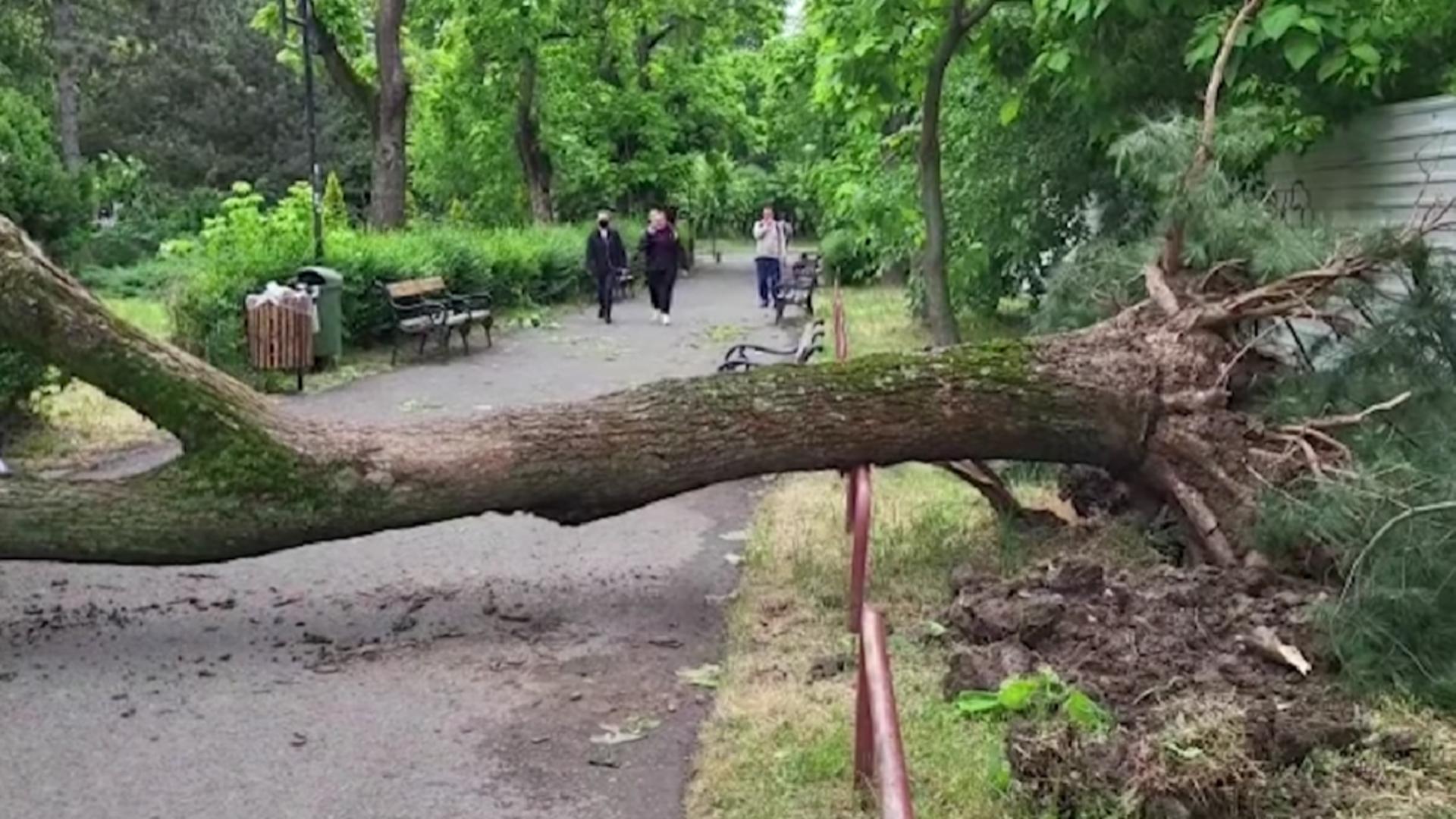 Copac doborât de furtună la Timișoara (foto: TVR Timișoara)