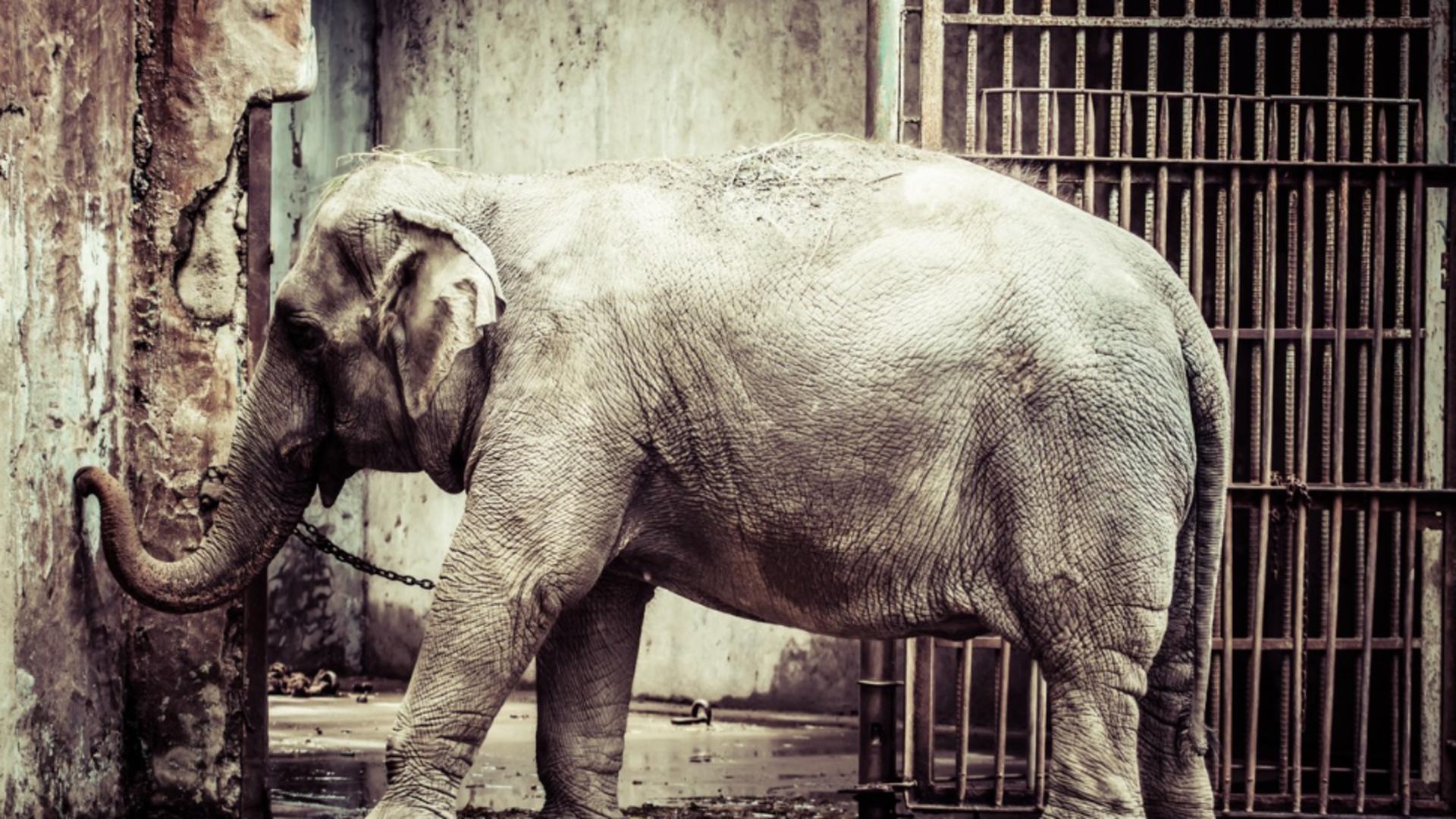 Ar trebui să beneficieze o femelă de elefant de unele dintre drepturile legale pe care le au oamenii? Foto/Profimedia