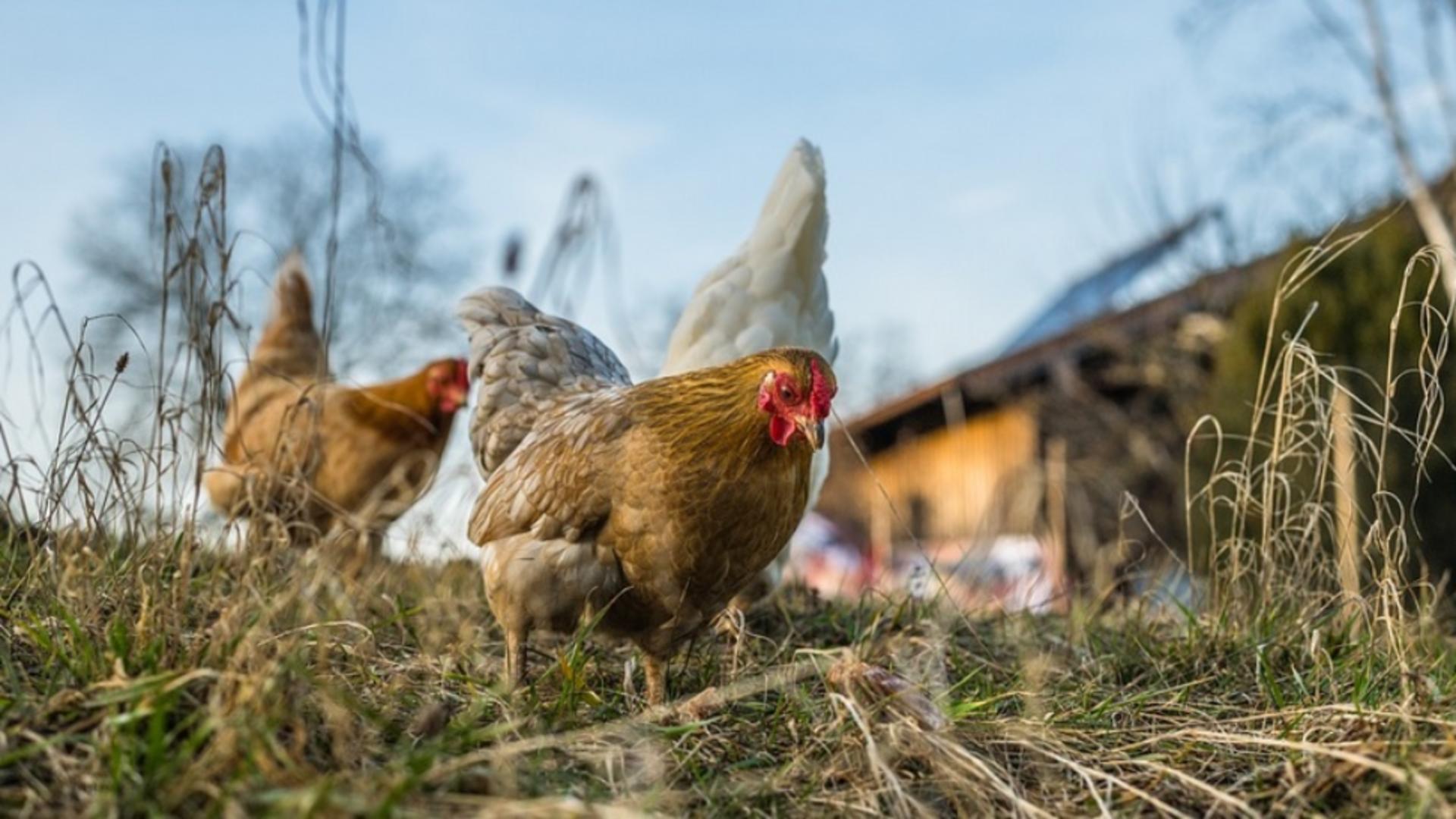 Găini suspecte de infecție cu gripă aviară, de vânzare