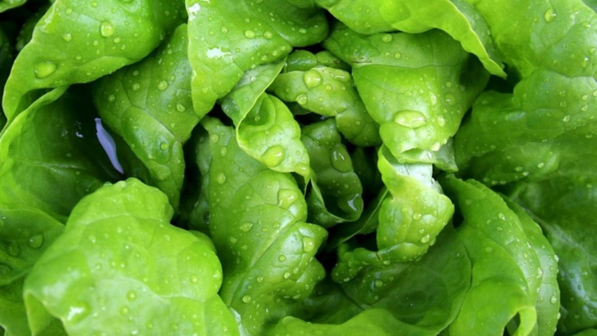 Salata verde este mai periculoasă pentru sănătate decât carnea de porc