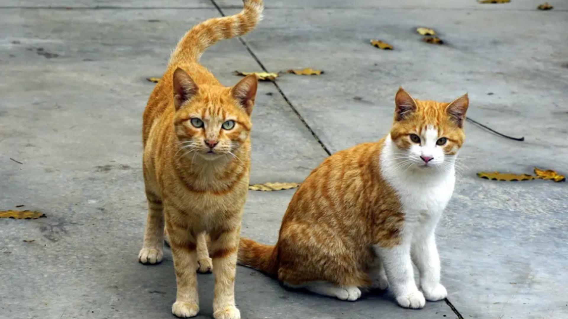 Poliția Animalelor, în alertă: Anchetă după „furtul” de pisici din Cluj-Napoca pentru a fi mâncate