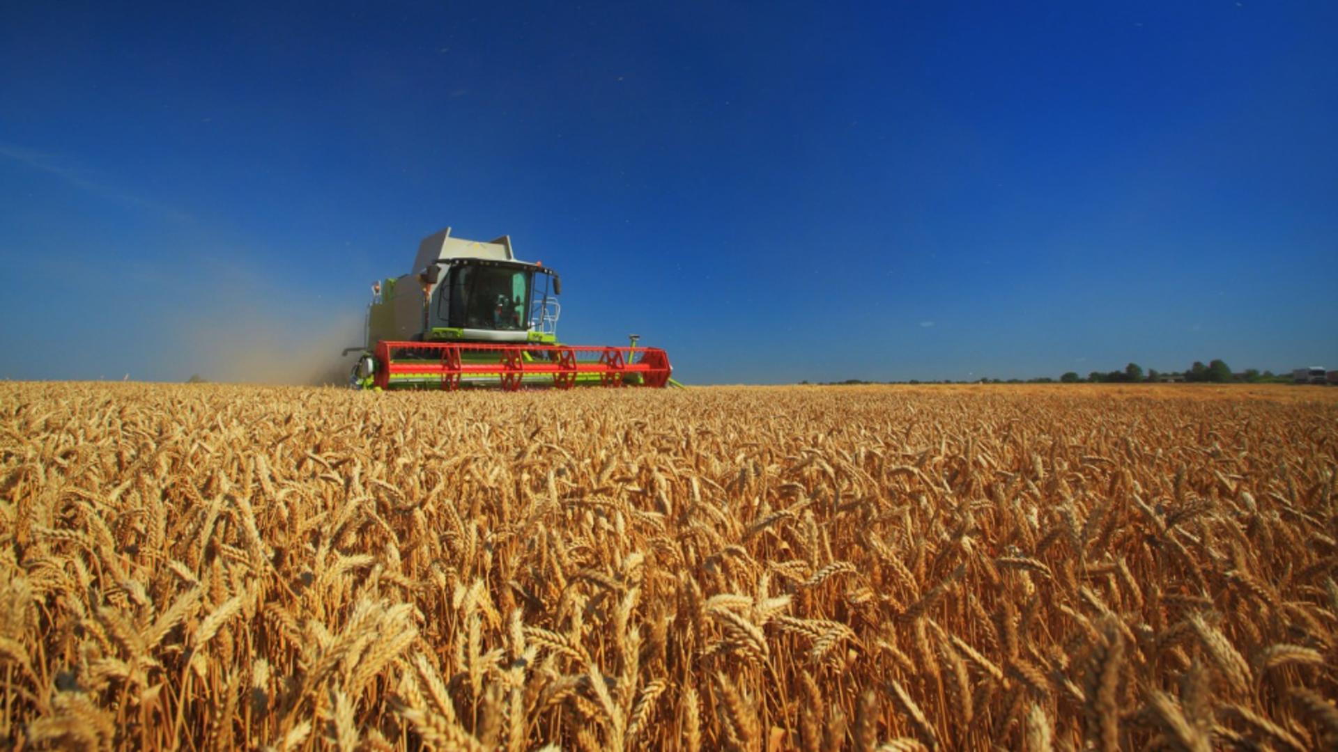Criza cerealelor ar putea afecta mai puțin România. Foto/Profimedia