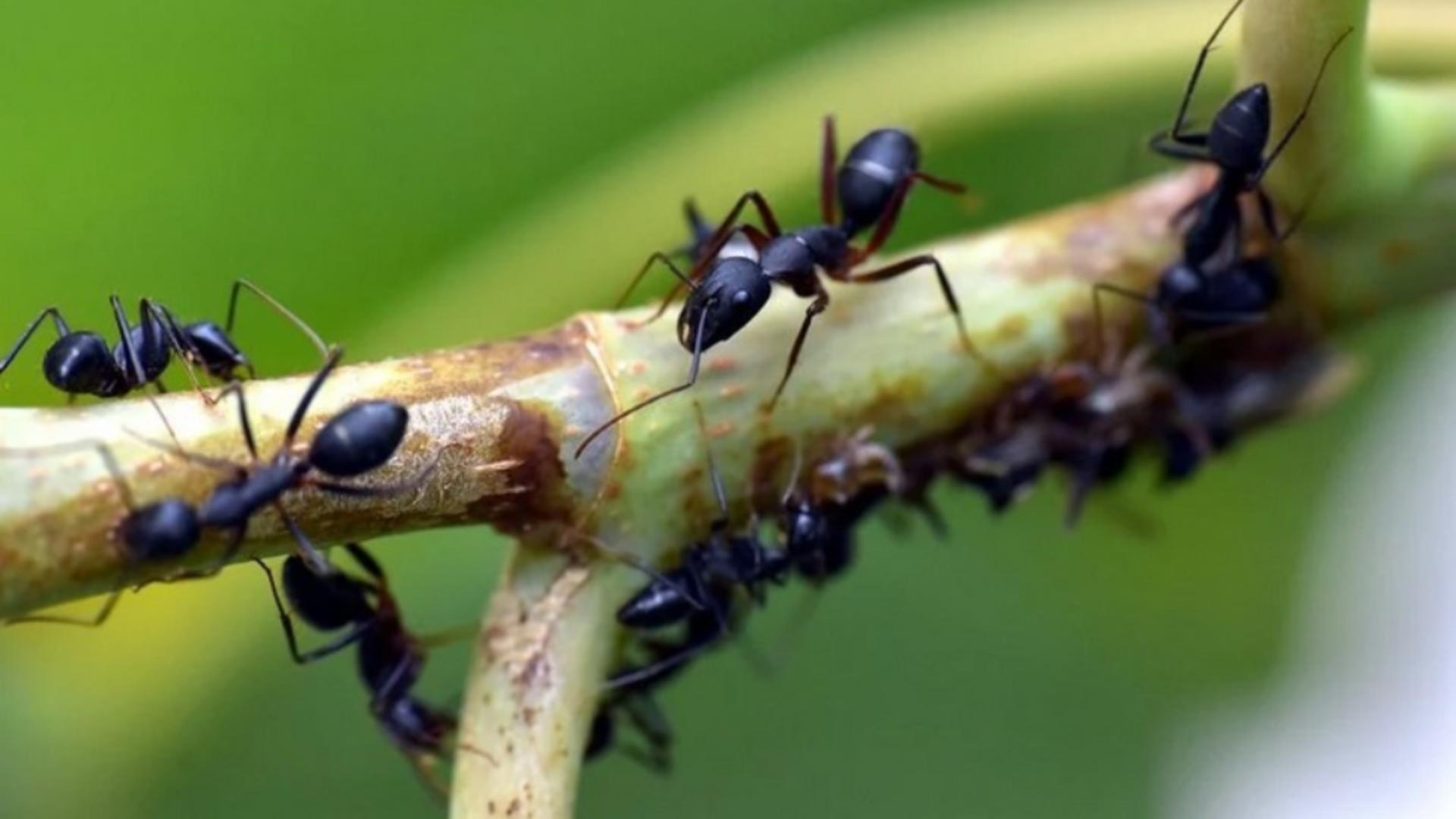 Furnici în casă: cum scapi definitiv de insecte folosind soluții naturale