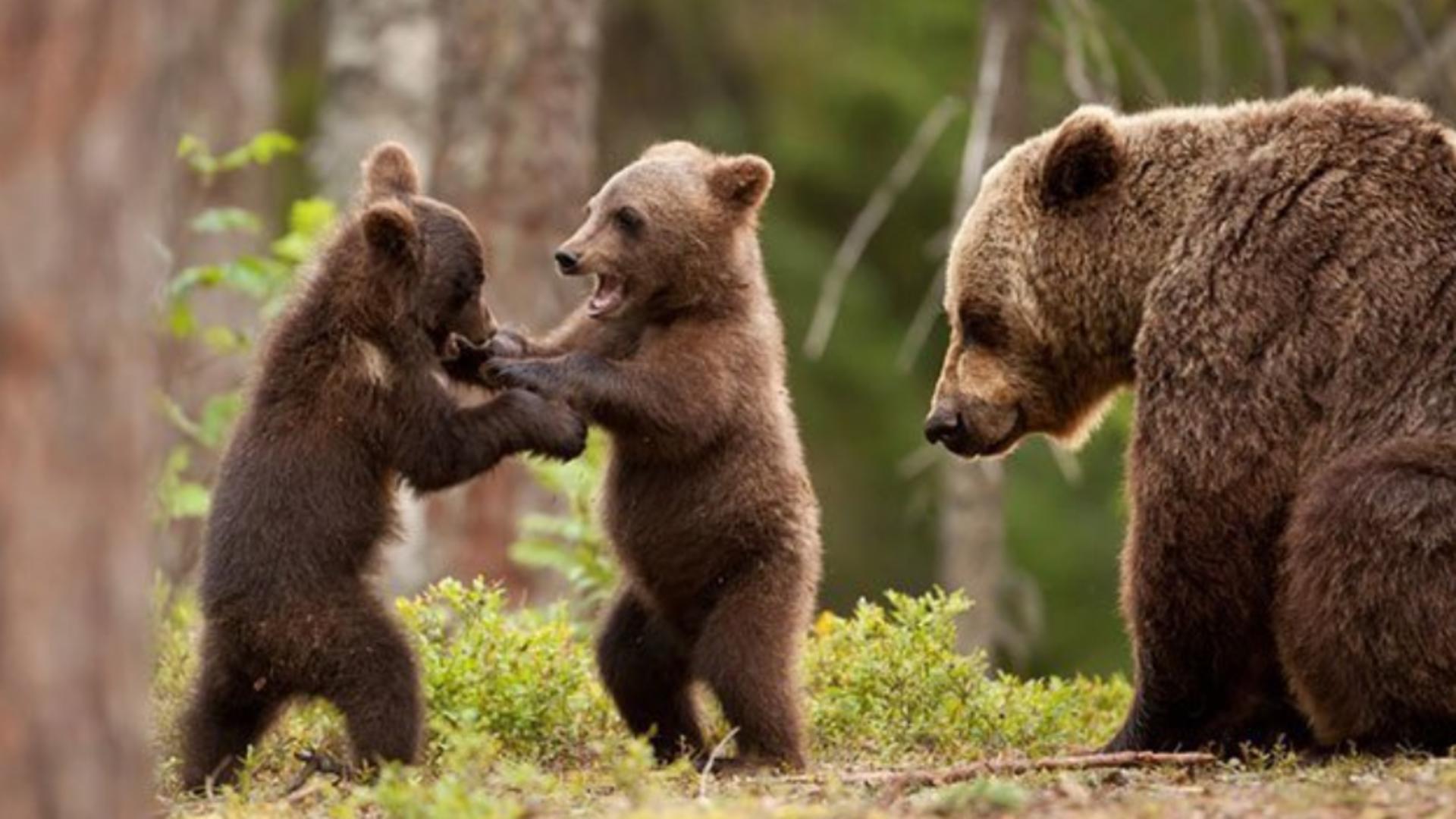 Pericol extrem în Prahova! O ursoaică și trei pui, la doi pași de oameni - Imagini terifiante