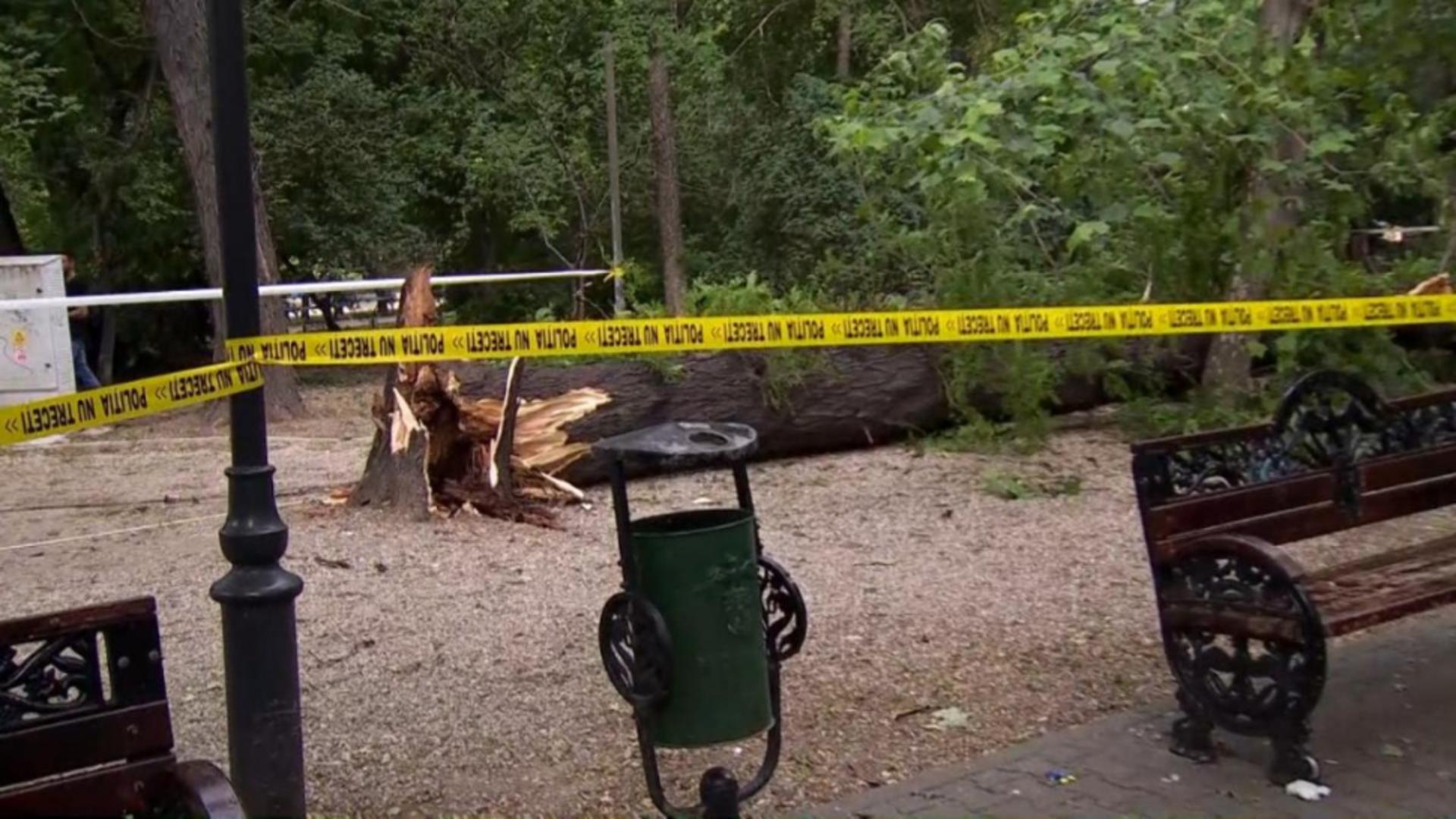 Copac căzut peste un loc de joacă din parcul Cişmigiu