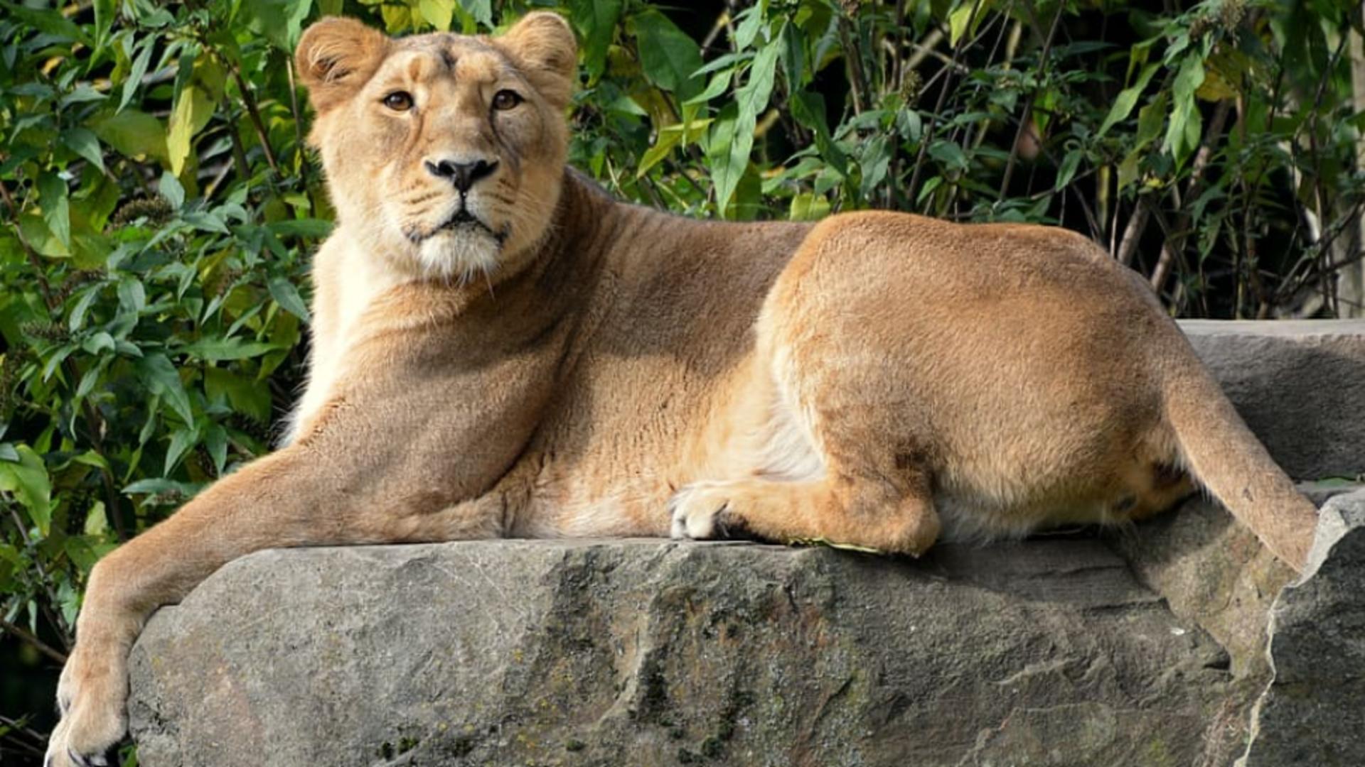 O leoaică de la Grădina Zoologică a adus pe lume 2 pui,