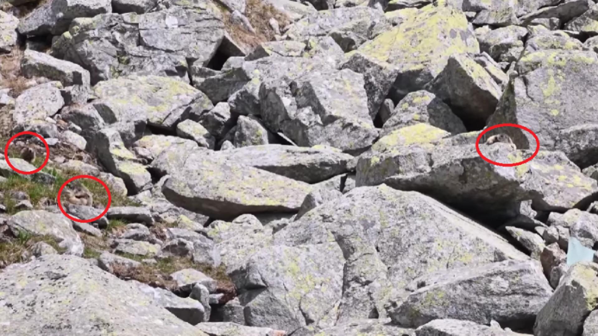 Marmote, Parc Național Retezat / Catură video Romsilva
