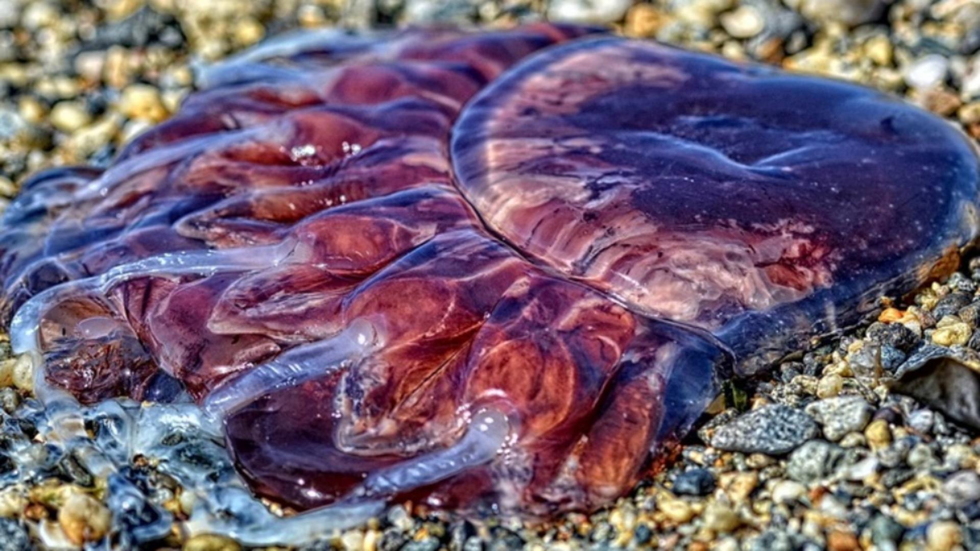 Plajele din Grecia, invadate de meduze mov