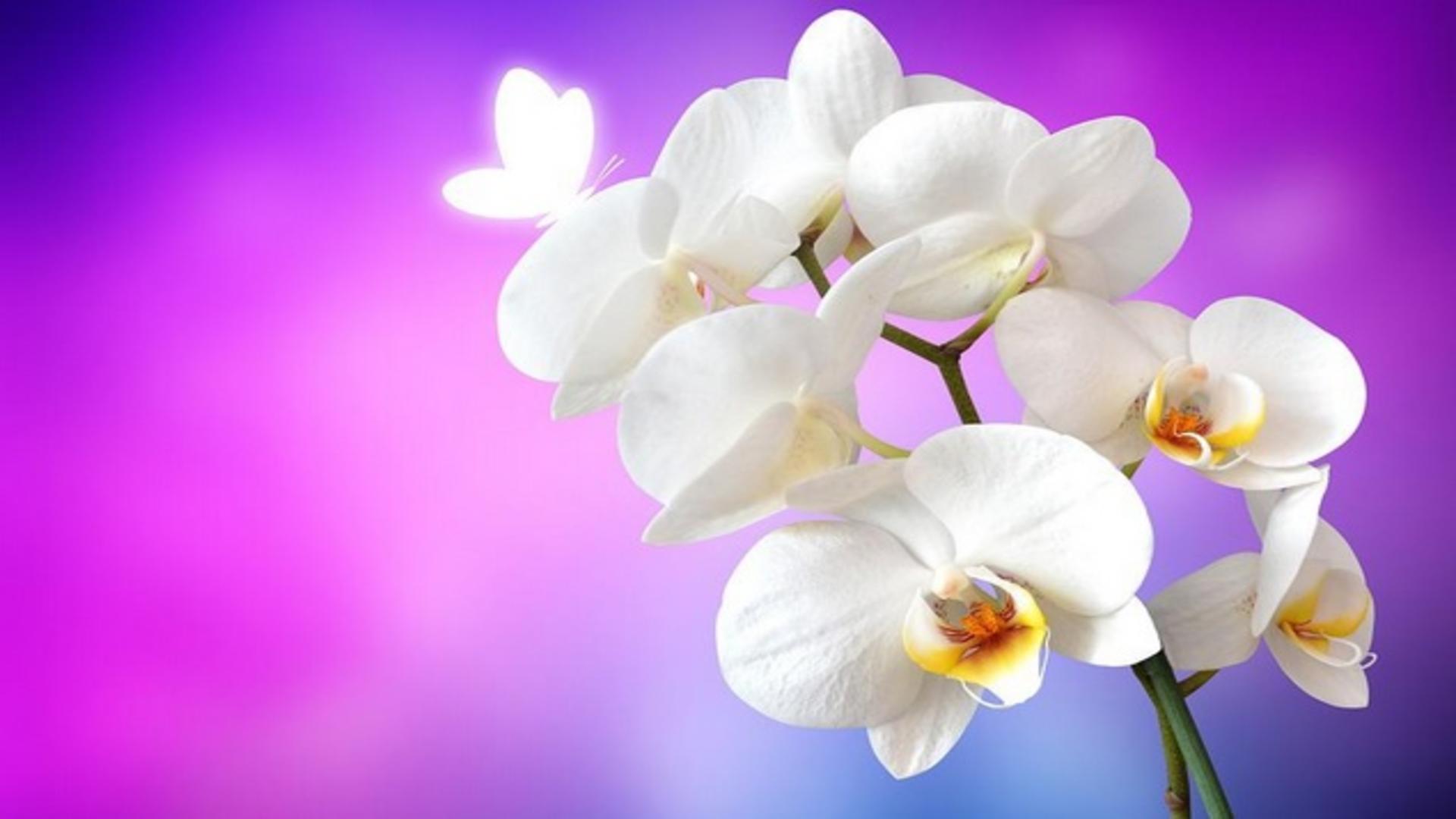 Cum stimulezi orhideea să înflorească din nou: truc genial pentru flori superbe