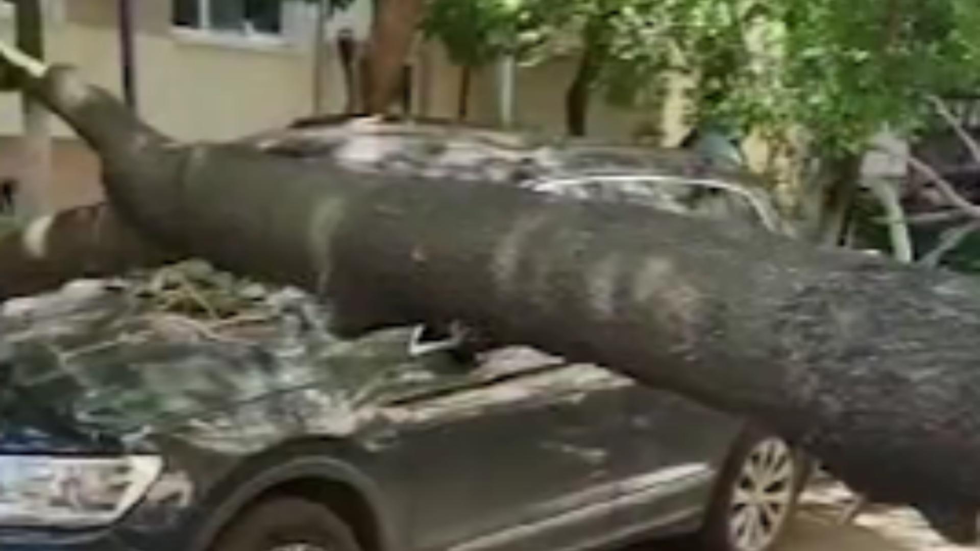 Mașini DISTRUSE de un copac uscat, PRĂBUȘIT în miezul zilei, în Capitală