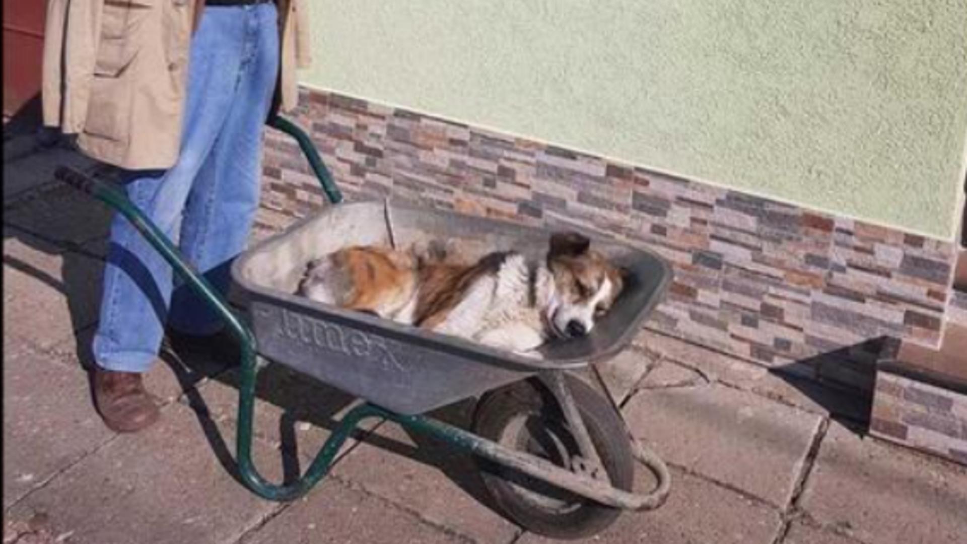 Câine dus la veterinar cu roaba/ Captură foto