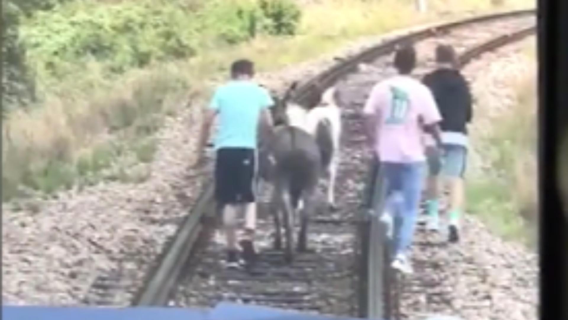 Cale ferată, BLOCATĂ de doi ponei și un măgar! Animalele, scoase de pe șine de pasageri - VIDEO