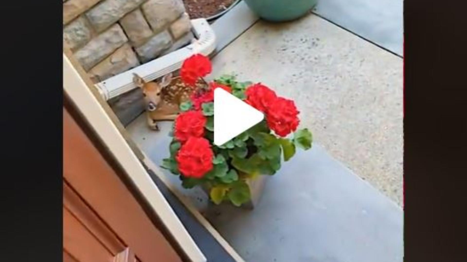 VIDEO – A auzit un zgomot ciudat și a deschis repede ușa casei – Inițial nu a văzut pe nimeni, însă după ce s-a uitat mai bine, printre flori, a observat ceva uluitor