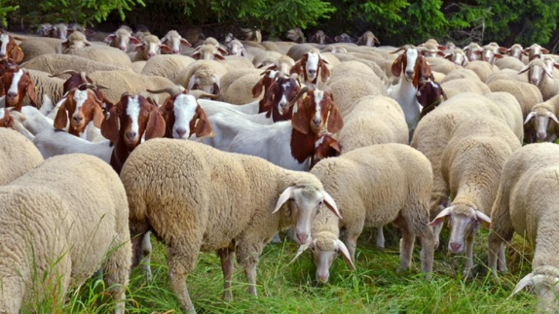 Un cioban şi oile sale au murit loviţi de fulger, după o furtună puternică