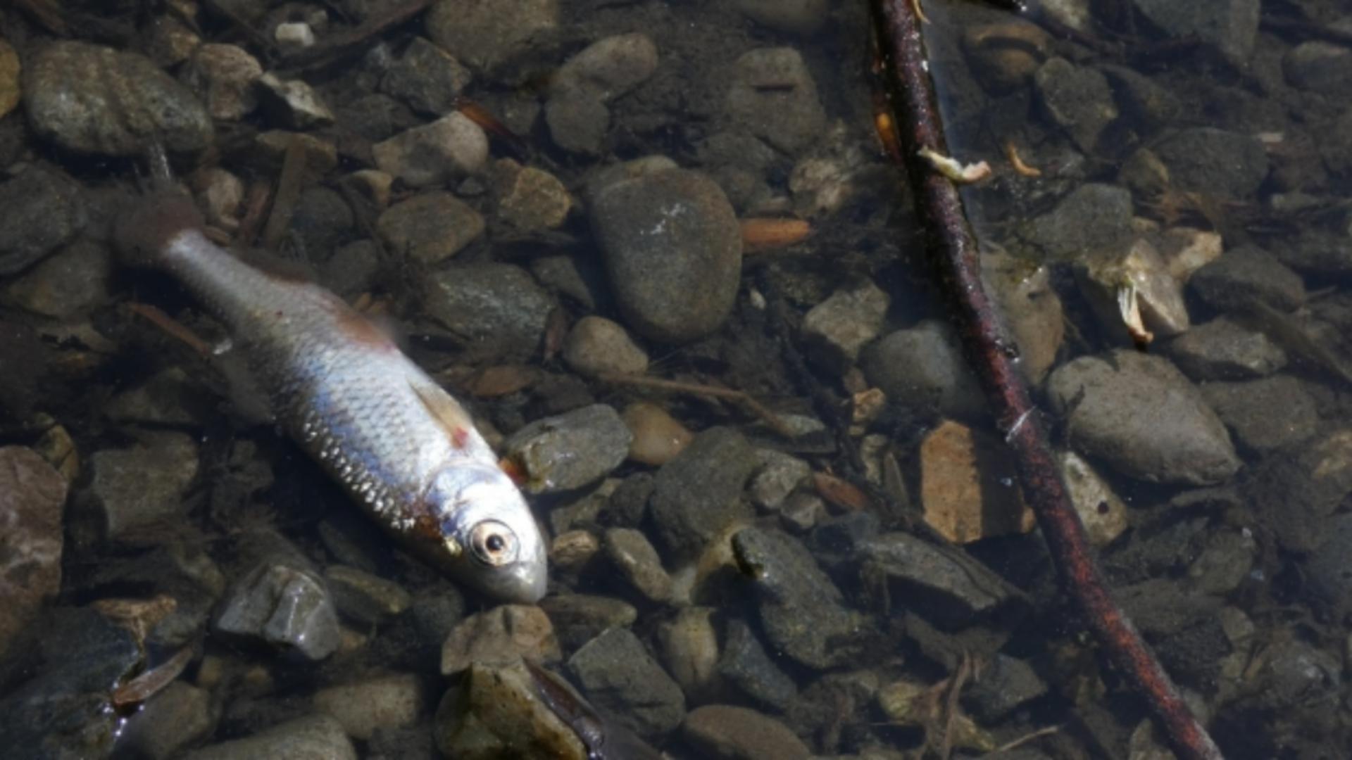 Mii de pești morți pe râul Suceava, din cauza poluării - Azot și fosfor de la stația de epurare. APEL către populație