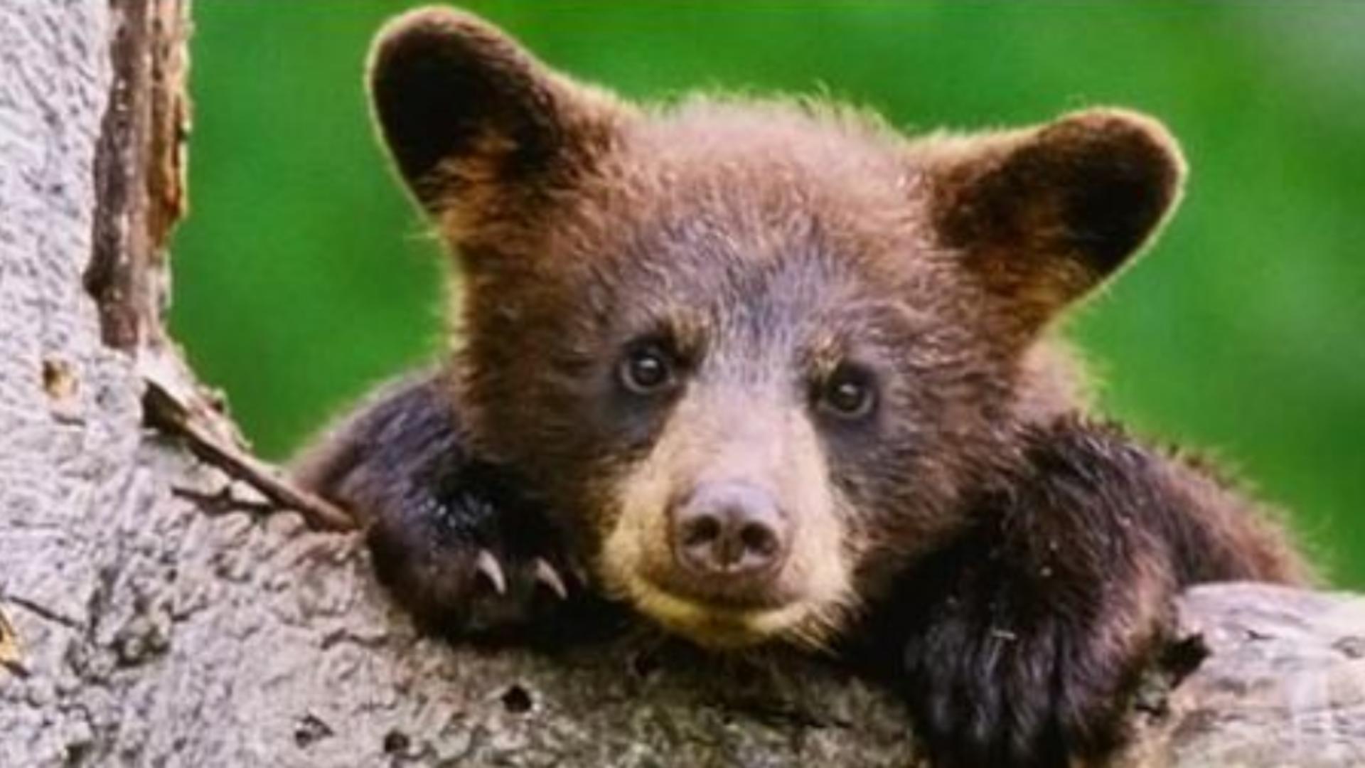 PANICĂ în județul Buzău: Un urs a încercat să intre în curtea unei biserici - CUM a fost surprins