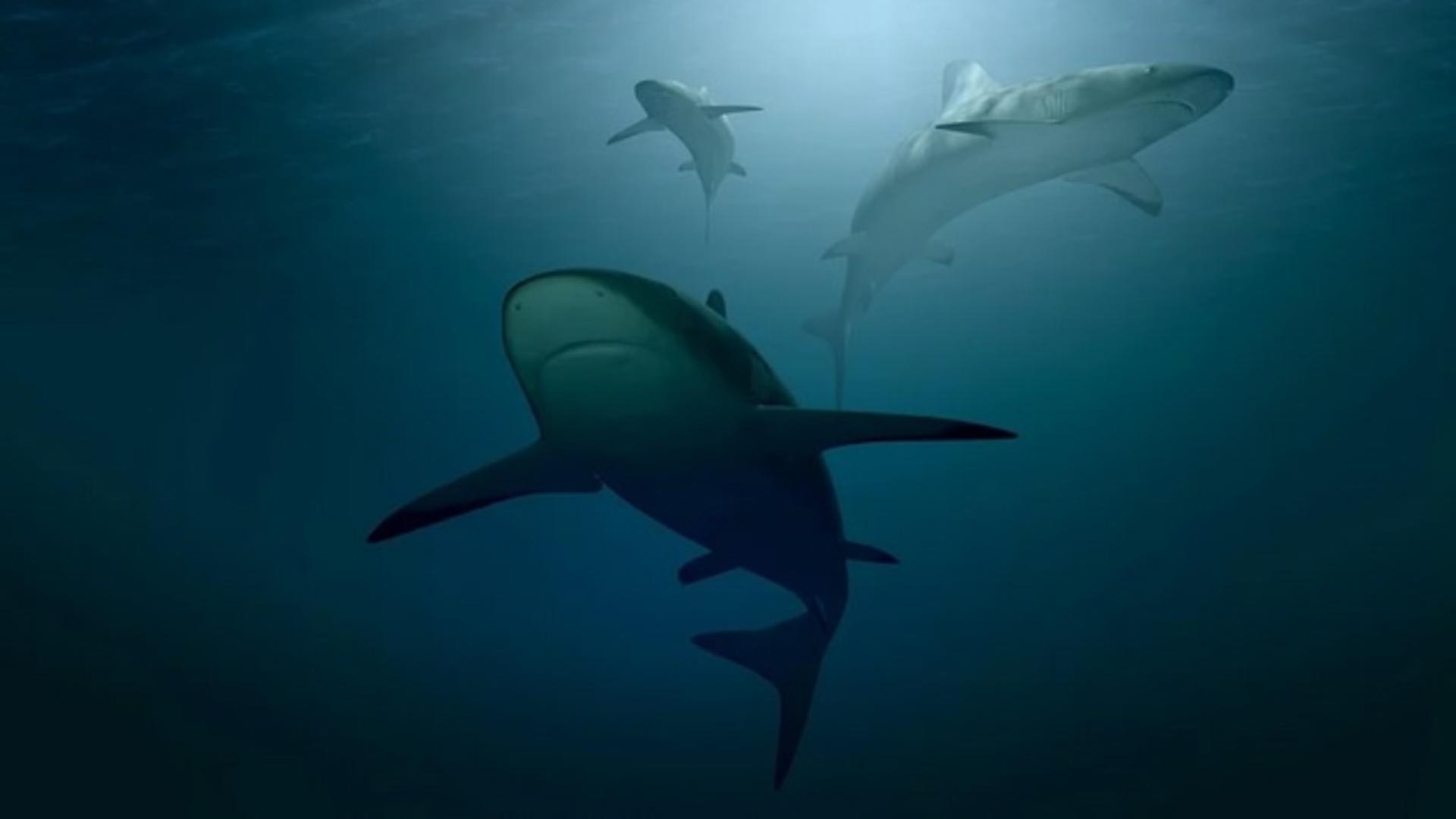 Pericol pe plajele din Europa: cei mai rapizi rechini din lume, văzuți în premieră, după 10 ani
