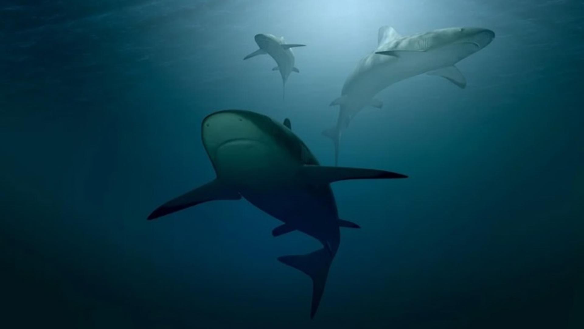 Româncă ucisă de rechin, în Egipt - scandal pe certificatul medico-legal: halucinant ce au scris autoritățile în acte