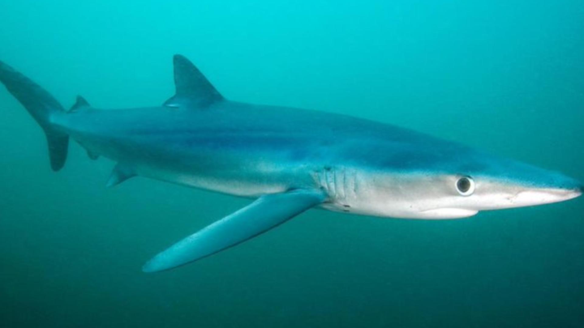 Alertă majoră în Spania: Cei mai rapizi rechini, aproape de Barcelona - 5 plaje au fost închise - VIDEO