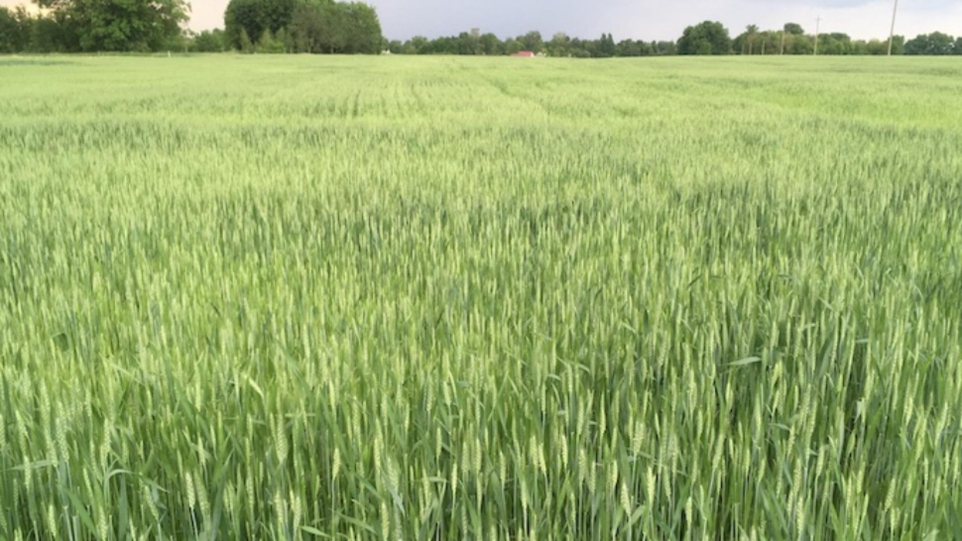 Criza alimentară globală se va agrava - Rusia controlează 22% din terenurile agricole din Ucraina, după 4 luni de război - HARTA
