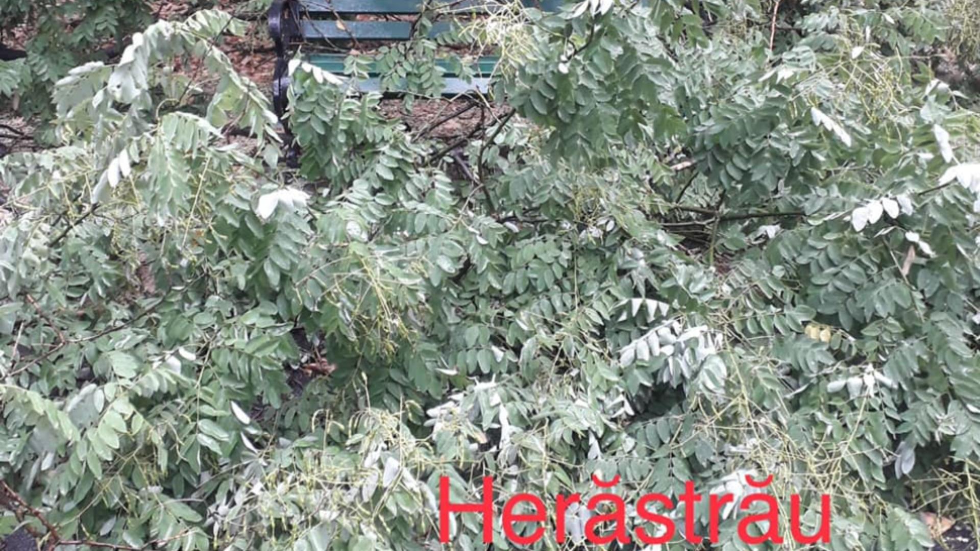 Copaci căzuți Herăstră și Floreasca/ Facebook Compania Municipală Parcuri și Grădini București S.A.