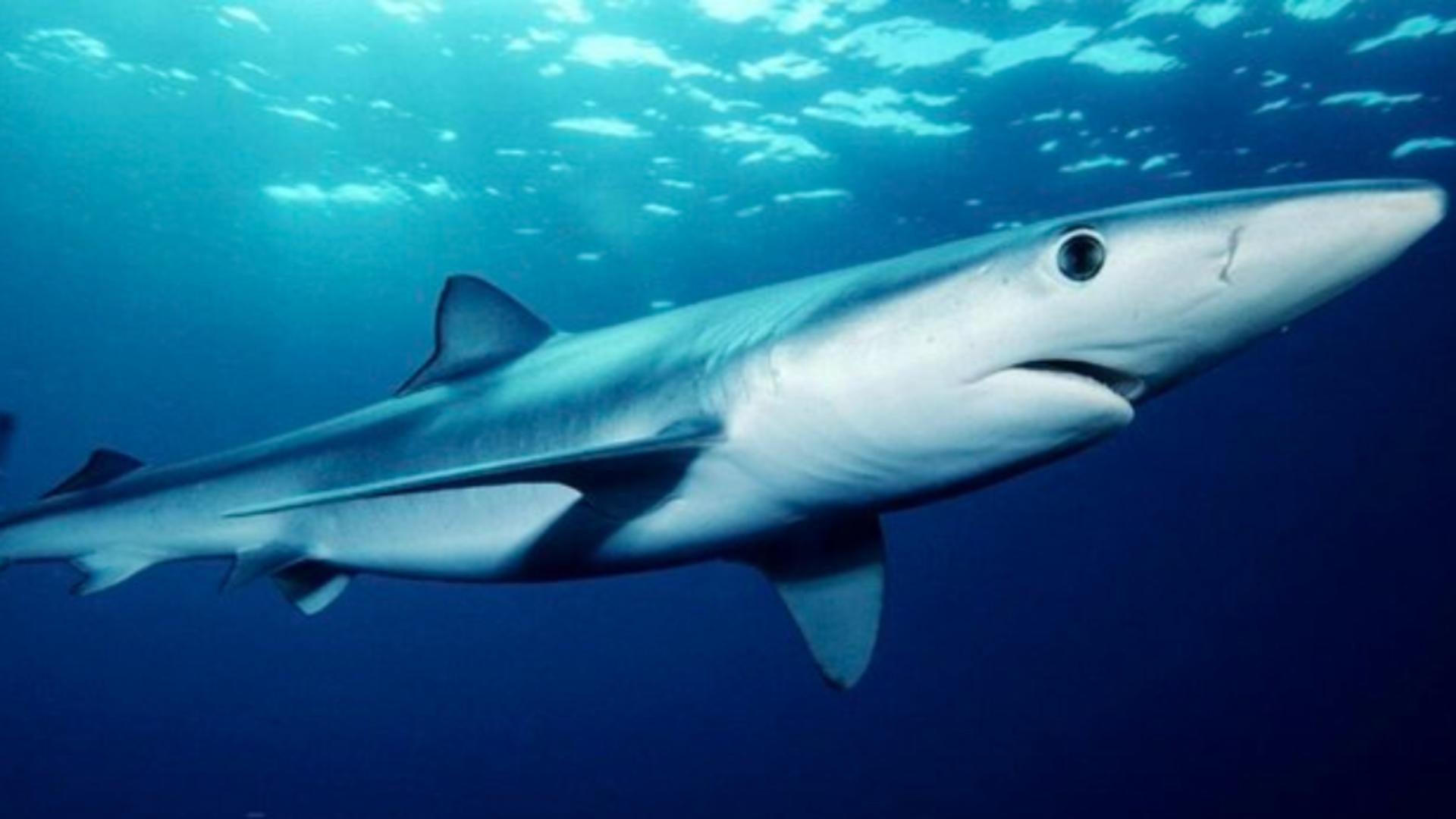 Un nou atac al rechinilor - O femeie a fost rănită grav în timp ce făcea snorkeling