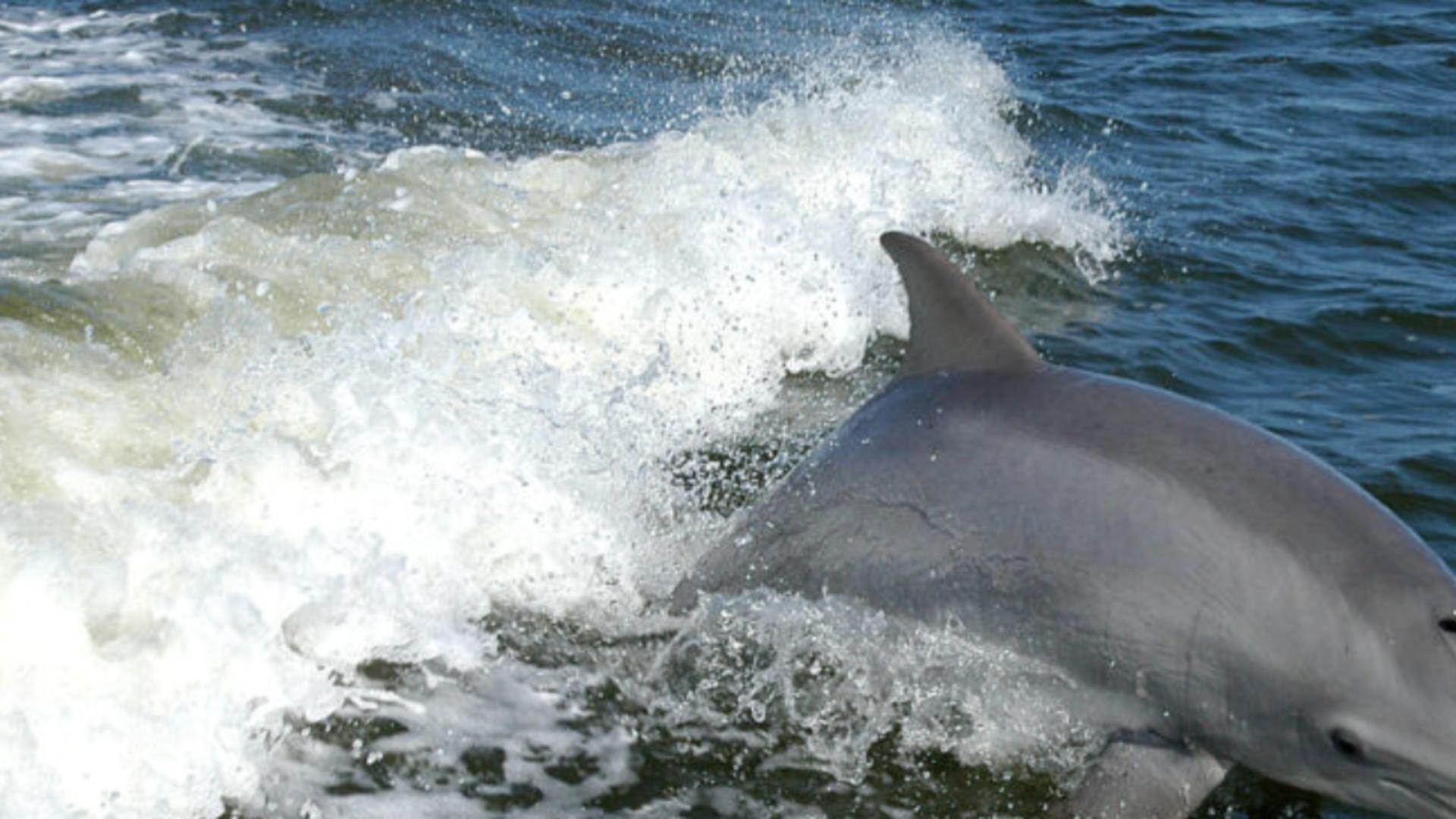Tot mai mulți delfini MORȚI aduși de valuri pe plajele din România - Semnal de alarmă tras de biologi