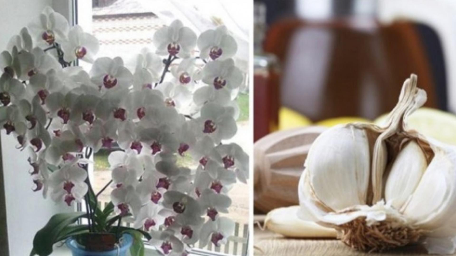 De ce trebuie să pui 3 căței de usturoi în ghiveciul de la orhidee - schimbare totală într-o lună!